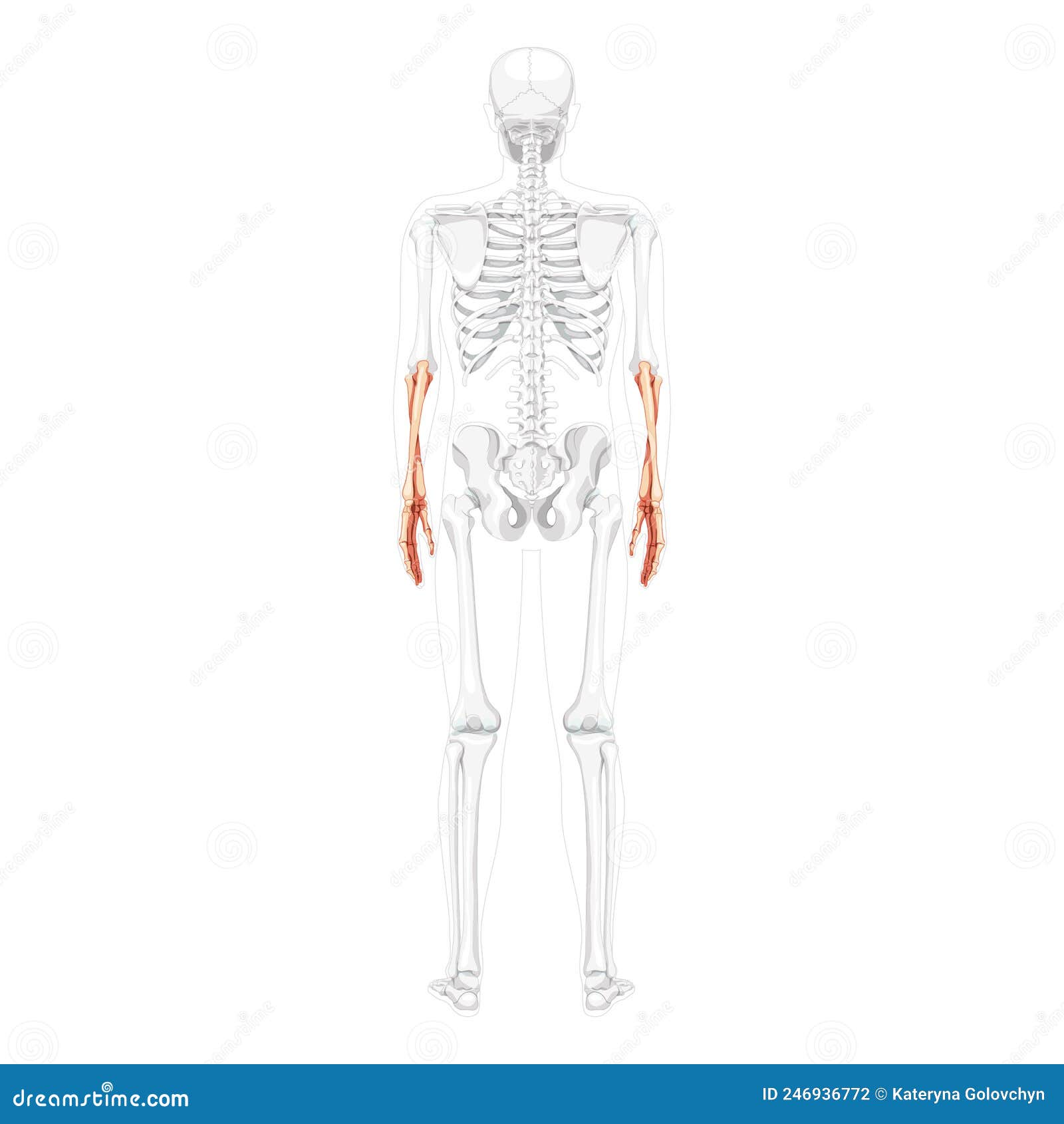 skeleton forearms human ulna, radius, hand back view with partly transparent bones position. anatomically correct