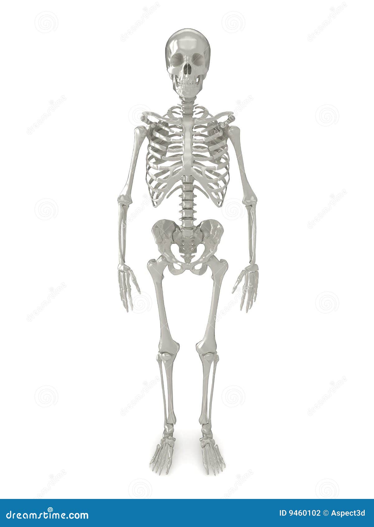 Skeleton front view stock illustration. Illustration of death - 9460102