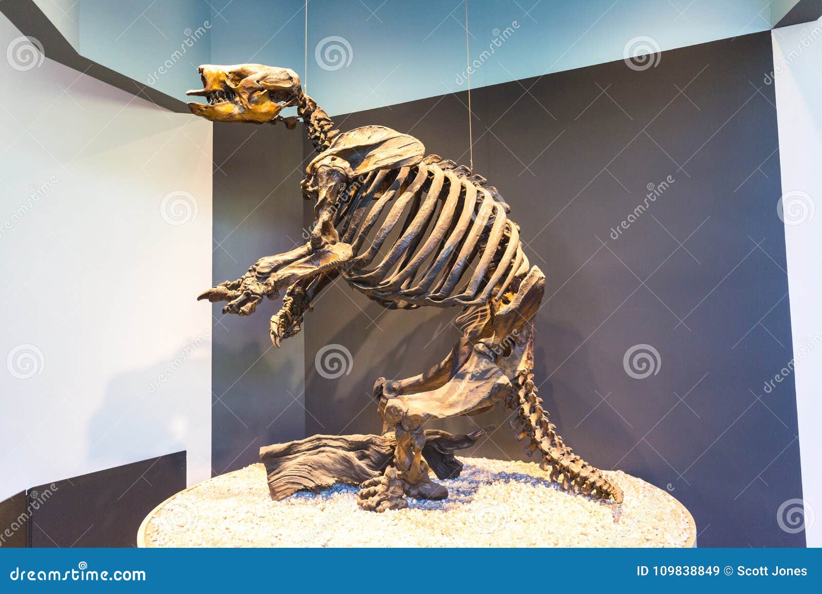 Ground Sloth Skeleton editorial stock image. Image of angeles - 109838849