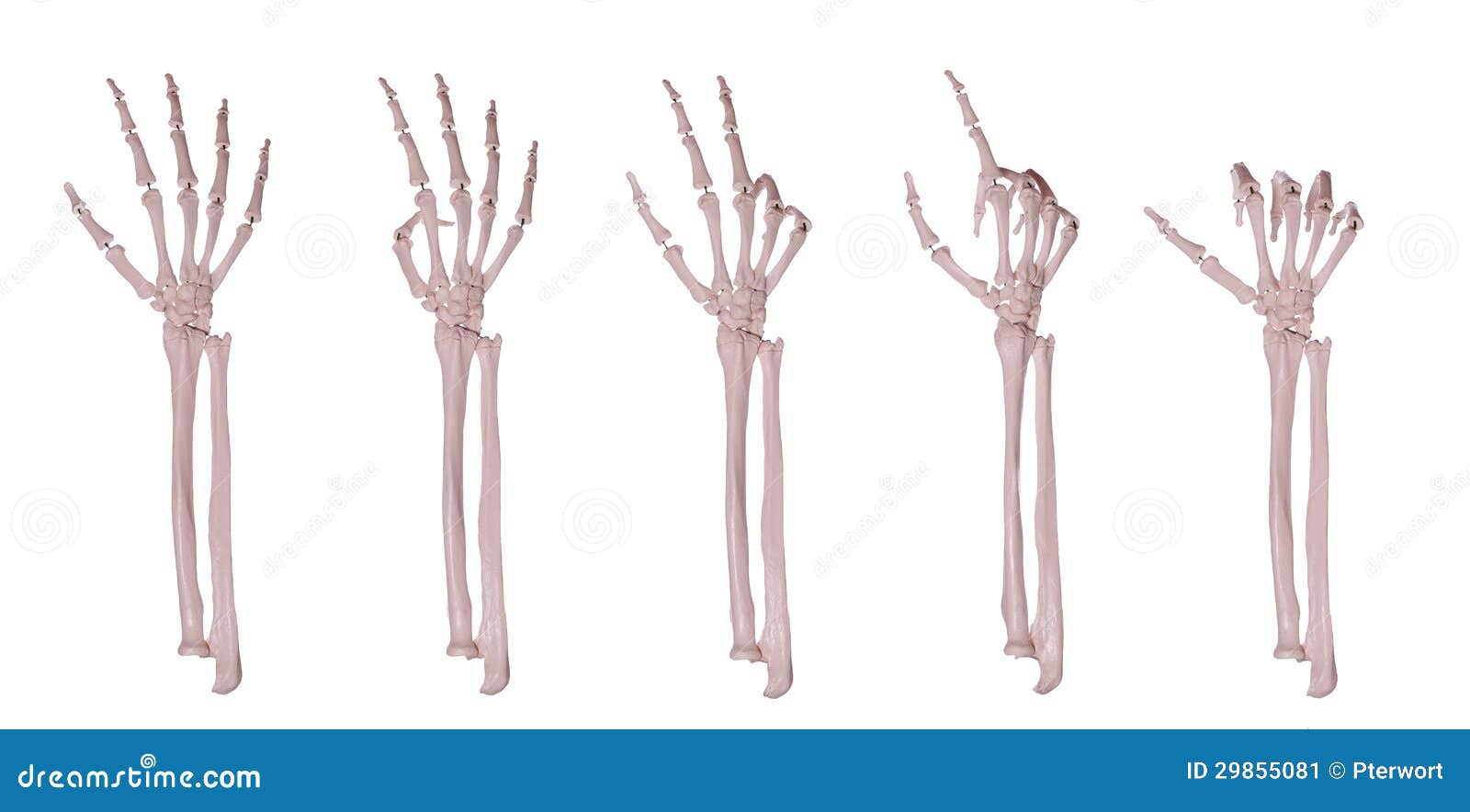 skeleton hands counting 1-5