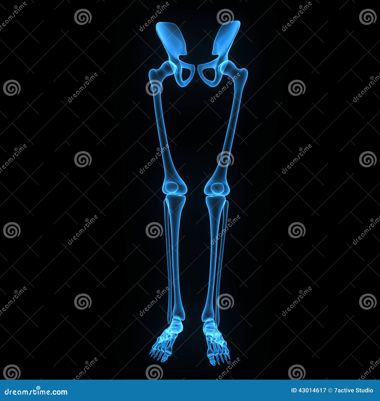 skeleton: hip, femur, tibia, fibula, ankle and foot bones