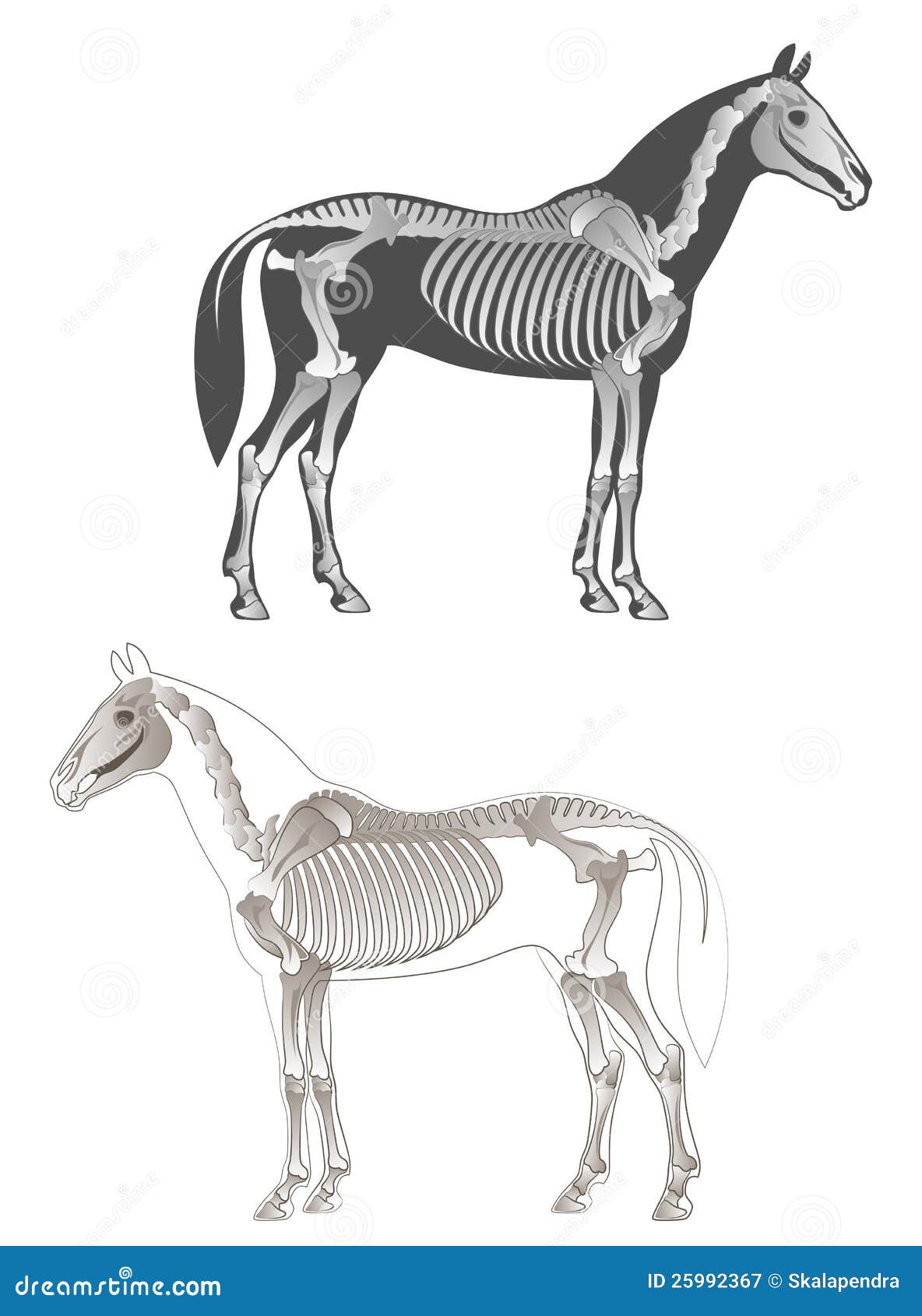 skeleton horse