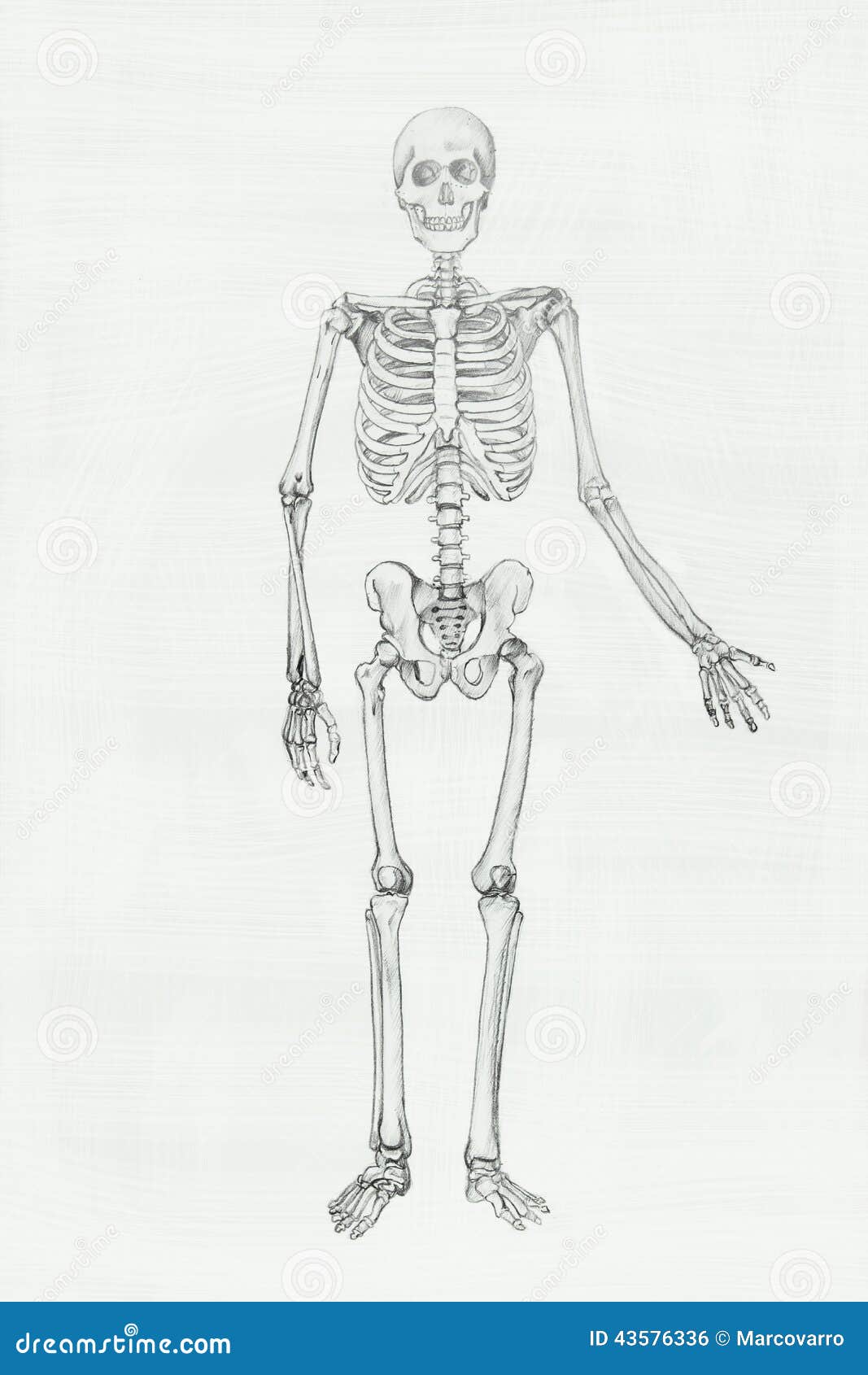 Drawing Human Skeleton Serif Pencil On Stock Illustration 1357308425   Shutterstock