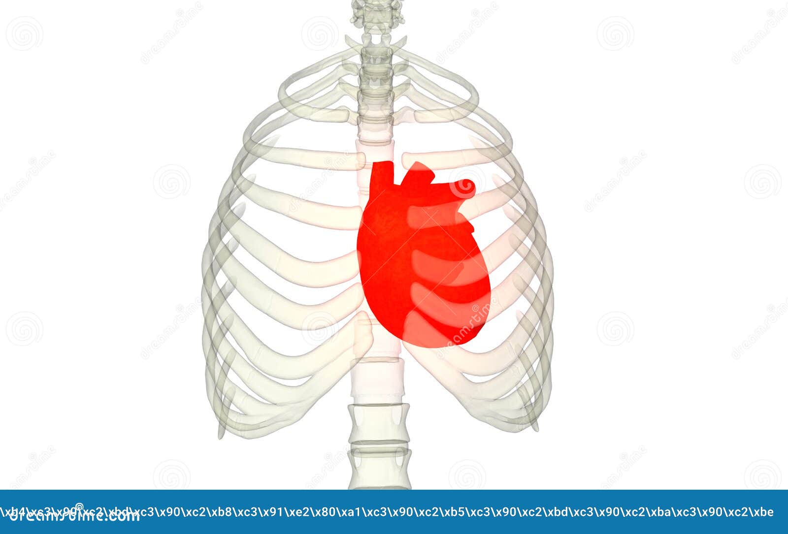 Are The Kidneys Located Inside Of The Rib Cage - Lower ...