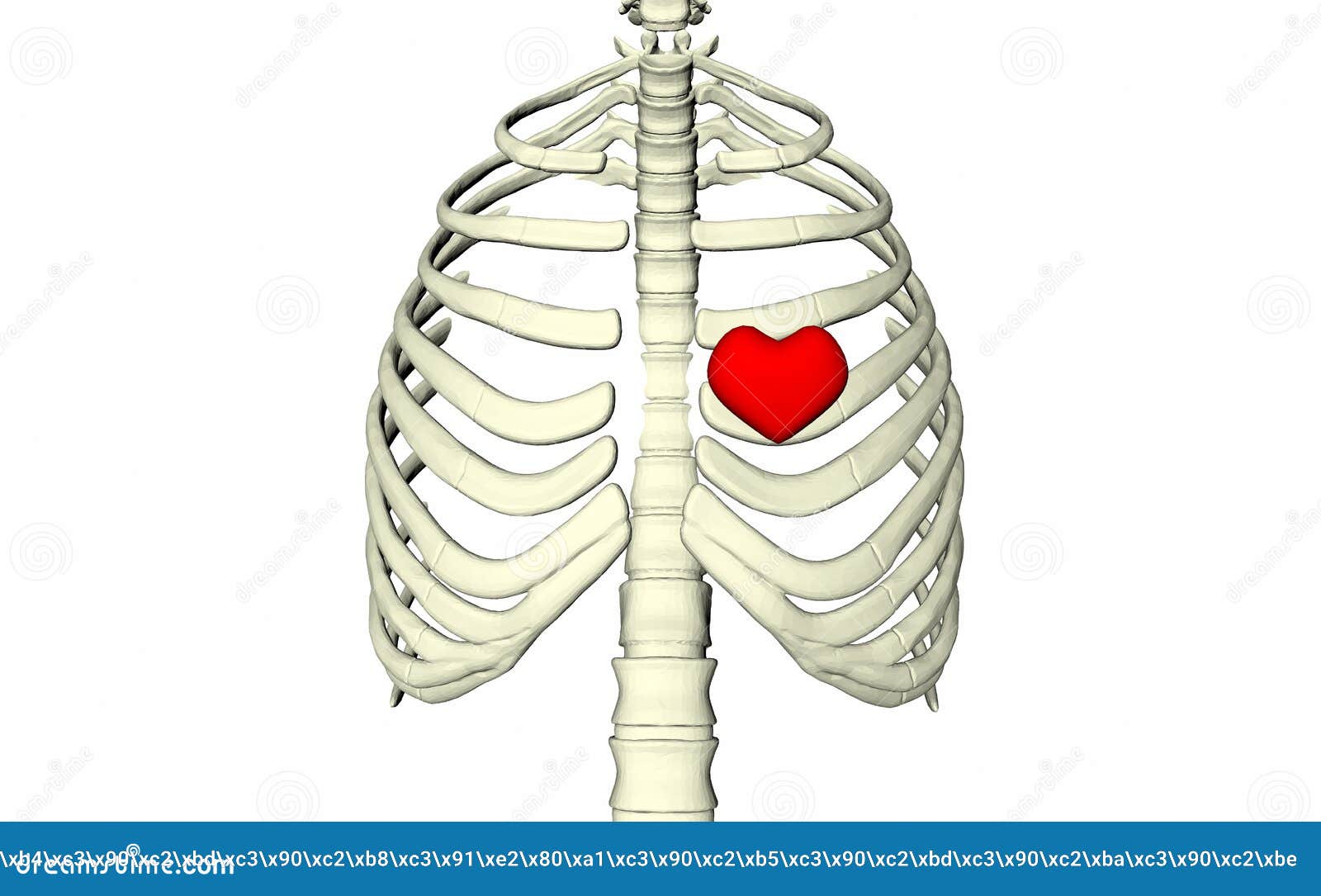 Skeleton Human Bones Rib Cage Spine The Heart Is Inside On White Background The Medicine Anatomy Survey Diagnosis Stock Illustration Illustration Of Blue Advertising 171017493