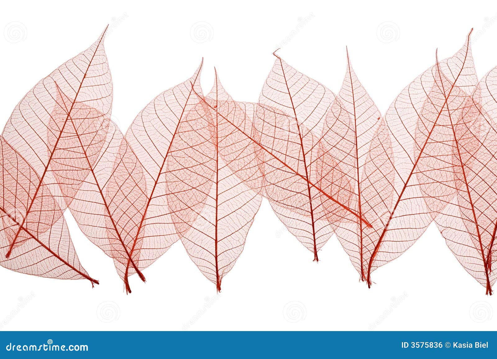 Skeleton Leaves stock photo. Image of foliage, biology 3575836