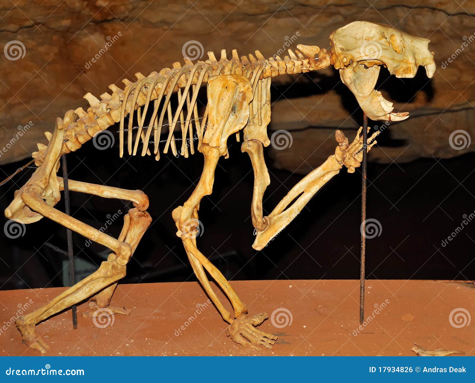 skeleton of a marsupial lion in a cave