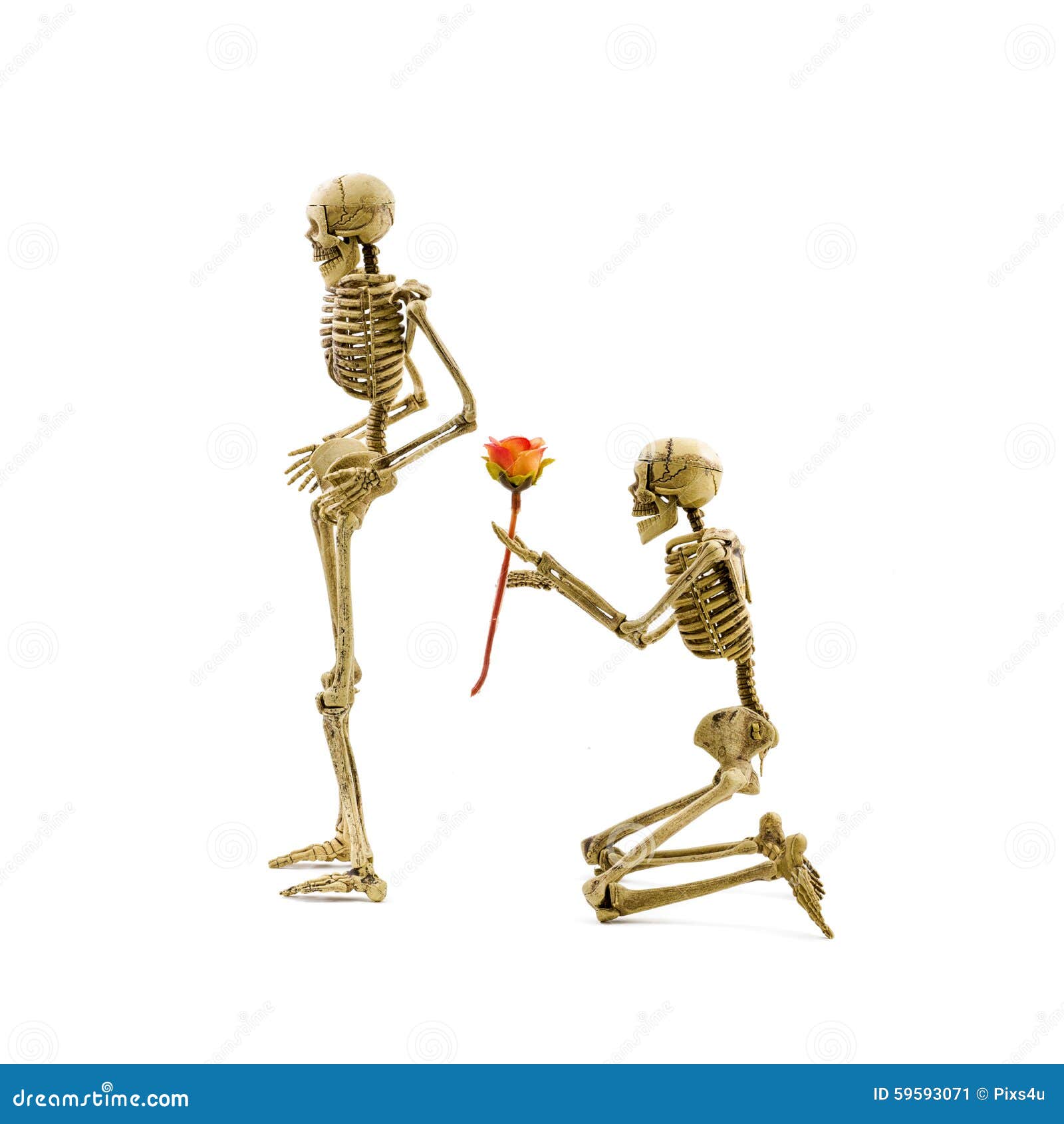 skeleton model kneel proposal