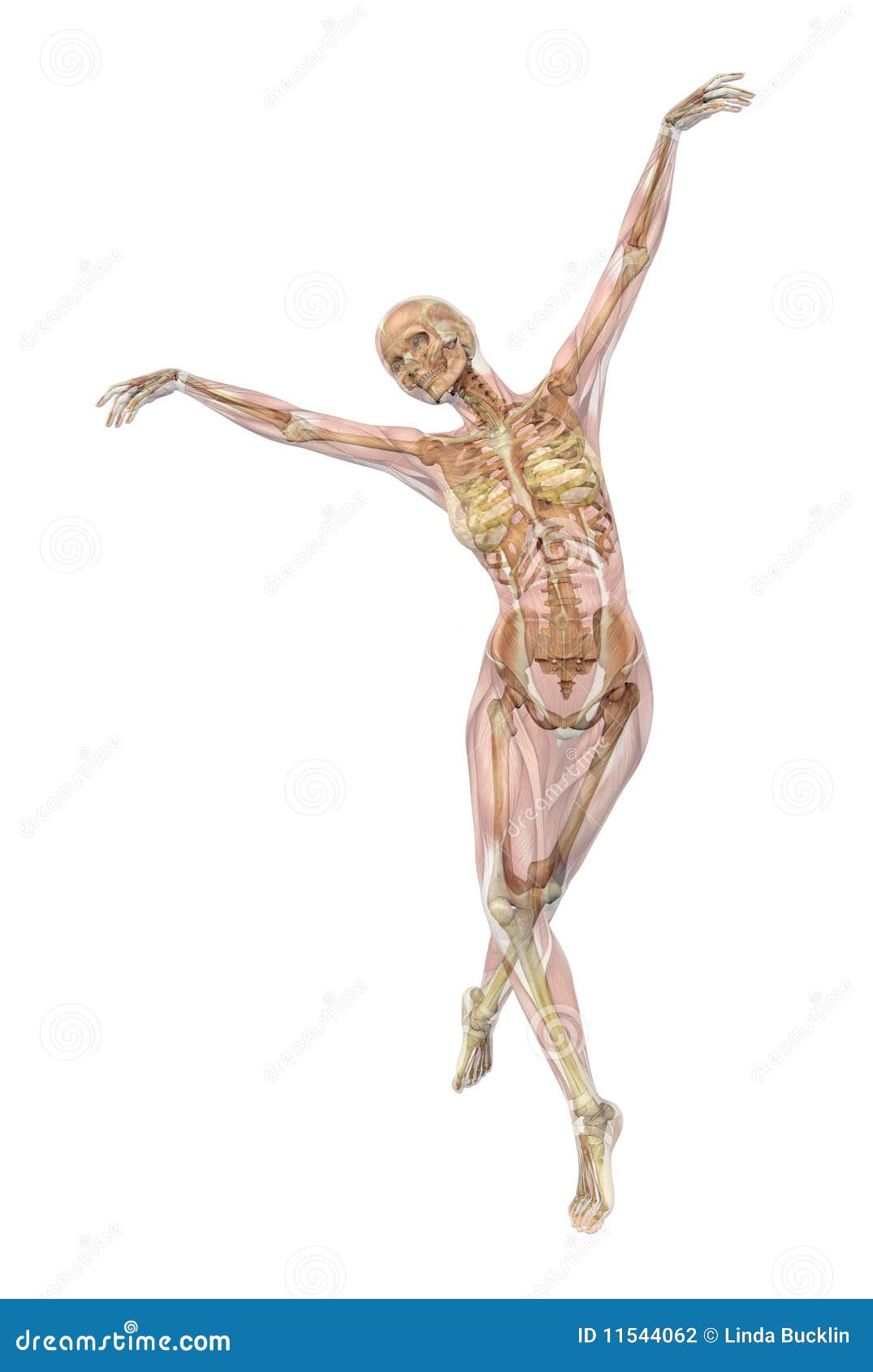 Ballet Muscles Stock Illustrations 50 Ballet Muscles Stock Illustrations Vectors Clipart Dreamstime