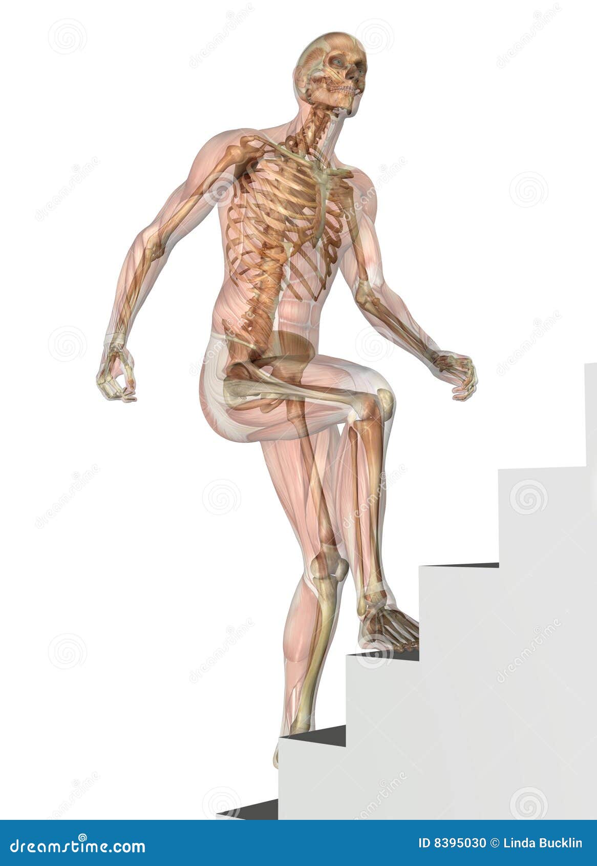 Skeleton With Muscles Climbing Stairs Stock Photo Image 8395030