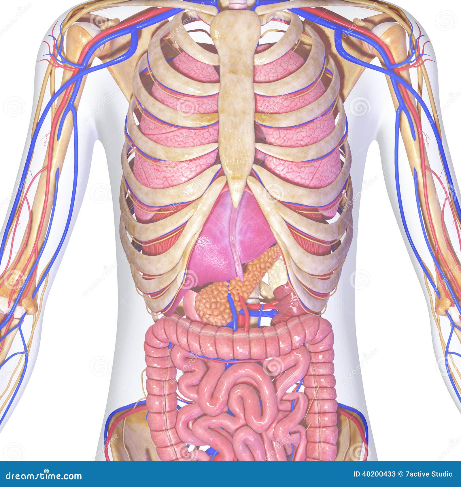 Skeleton with organs stock illustration. Illustration of render - 40200433