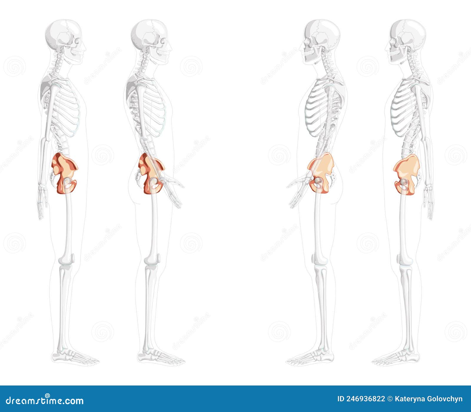Skeleton Pelvis Hip Bone Human Side Lateral View with Partly