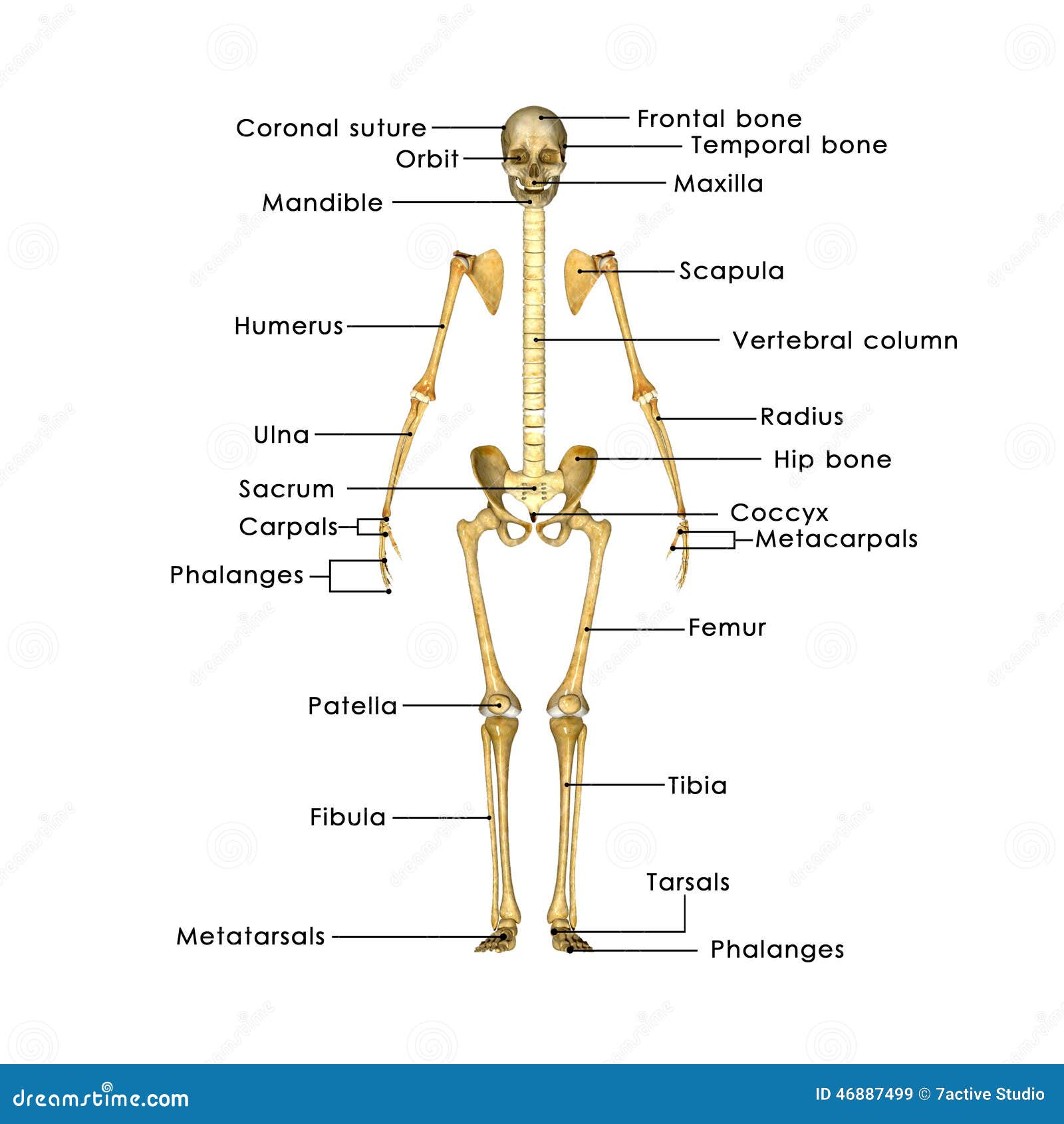 Skeleton Without Rib Cage Stock Illustration Image 46887499