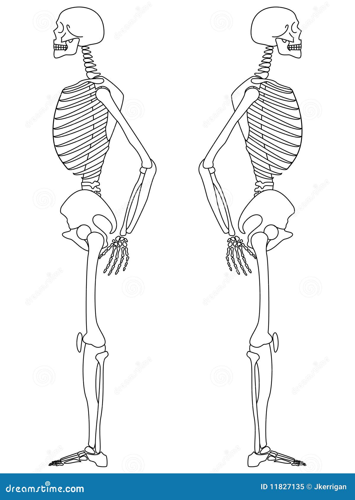 Skeleton: Side View stock vector. Illustration of healthy - 11827135