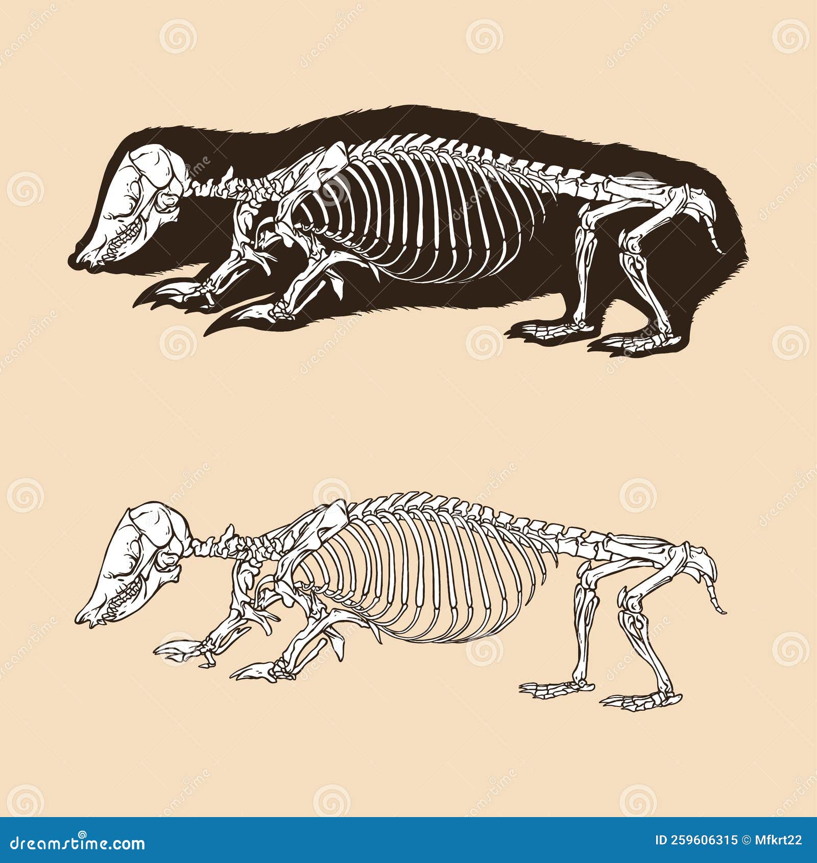 Skeleton Southern Marsupia Mole Vector Illustration Stock Illustration ...