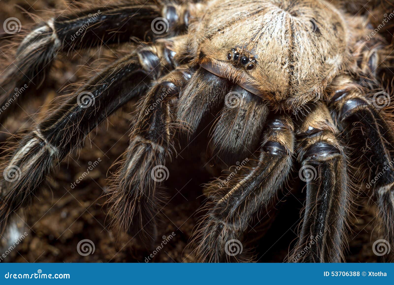 Skeleton tarantula stock photo. Image of arachnophobia 53706388