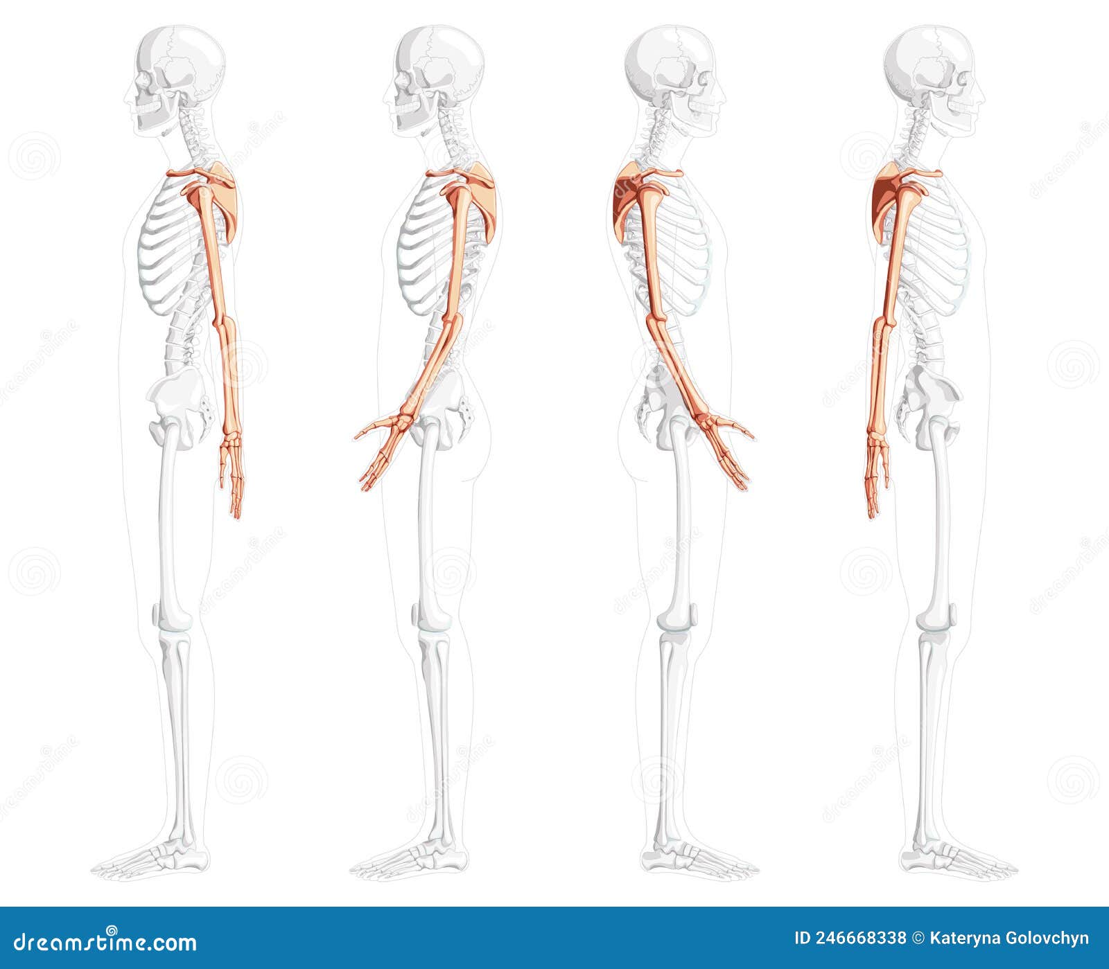 Pectoral girdle anatomy diagram  Canvas Print for Sale by