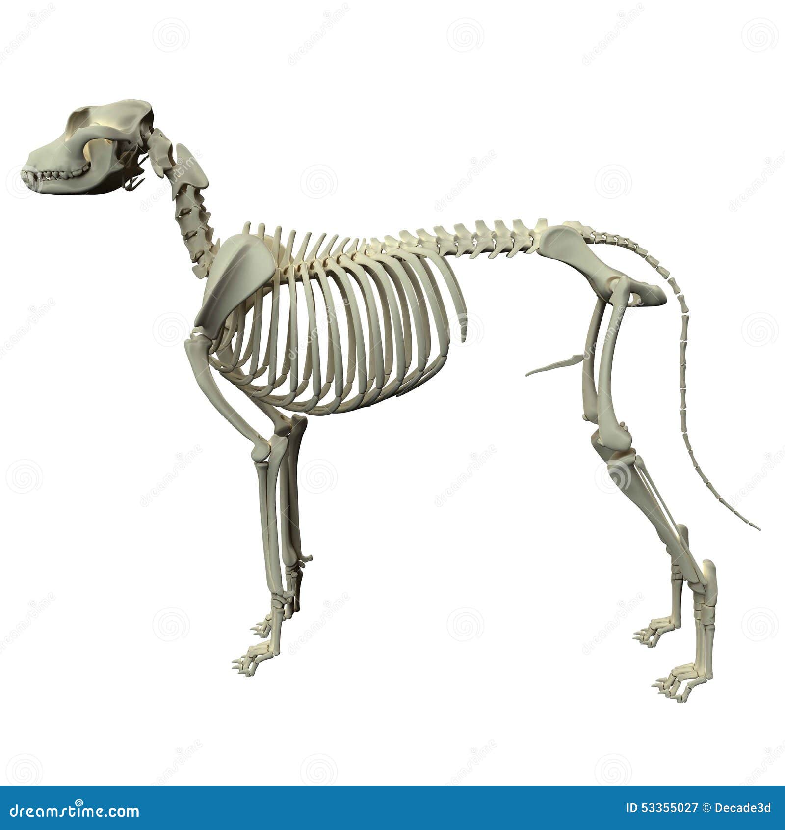 Skelett- Anatomi För - Anatomi Av Ett Manligt Hundskelett Stock Illustrationer - Illustration av kvalitets, 53355027
