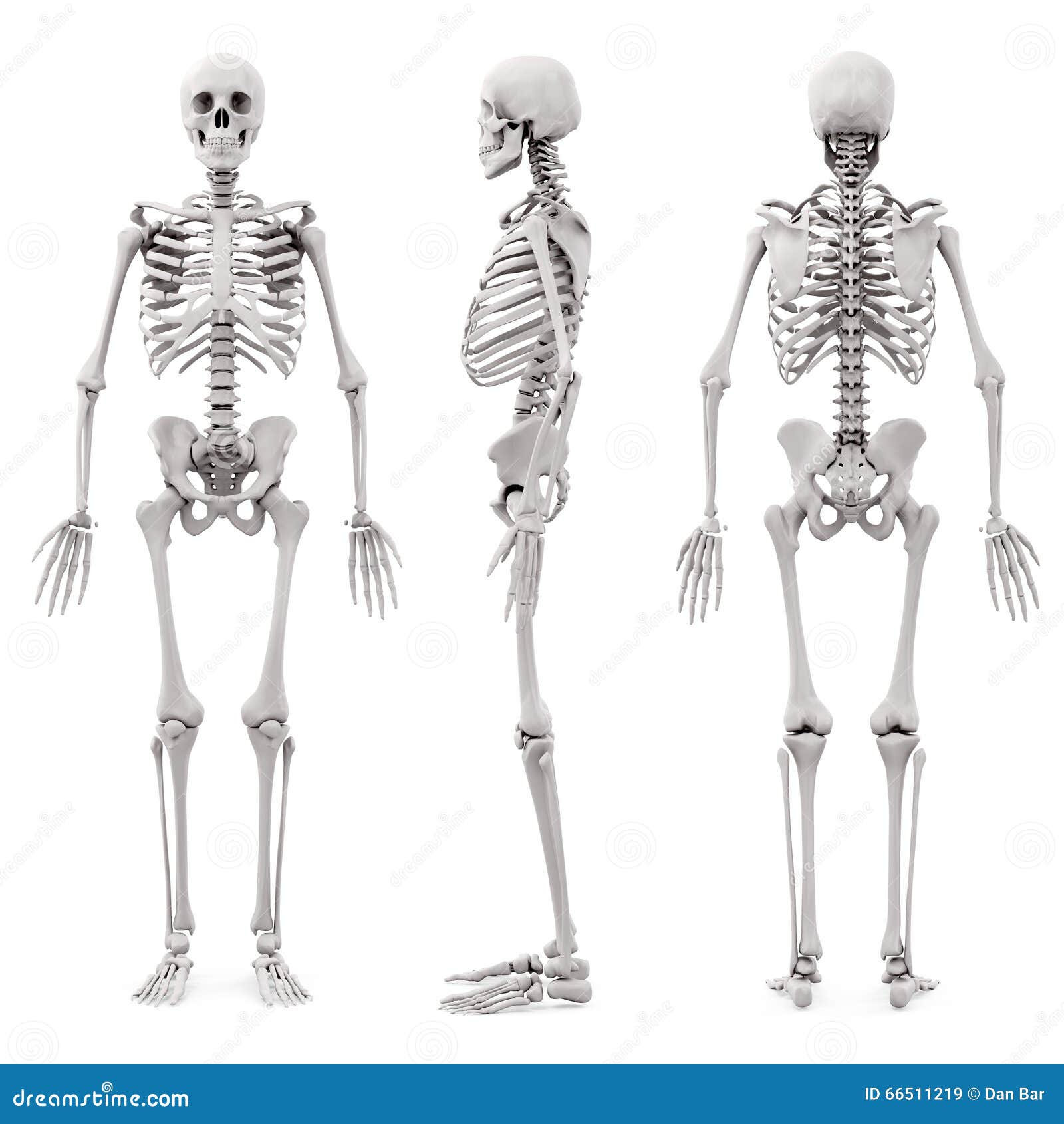 Skelett Des Menschen 3d Stock Abbildung Illustration Von Menschen