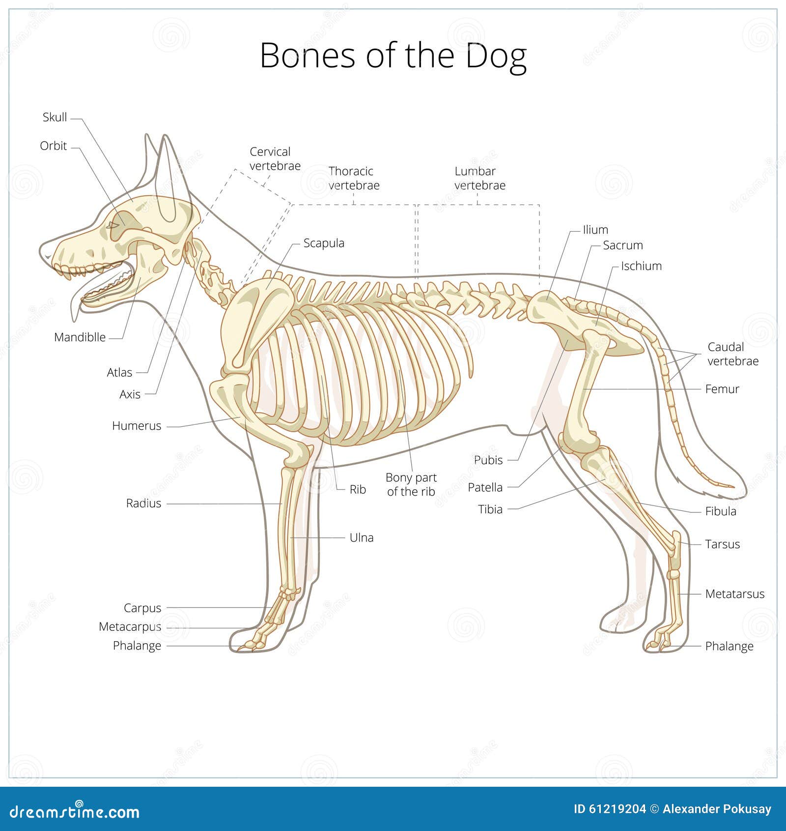 Skelett Veterinär Vektorillustration För Hund Vektor Illustrationer