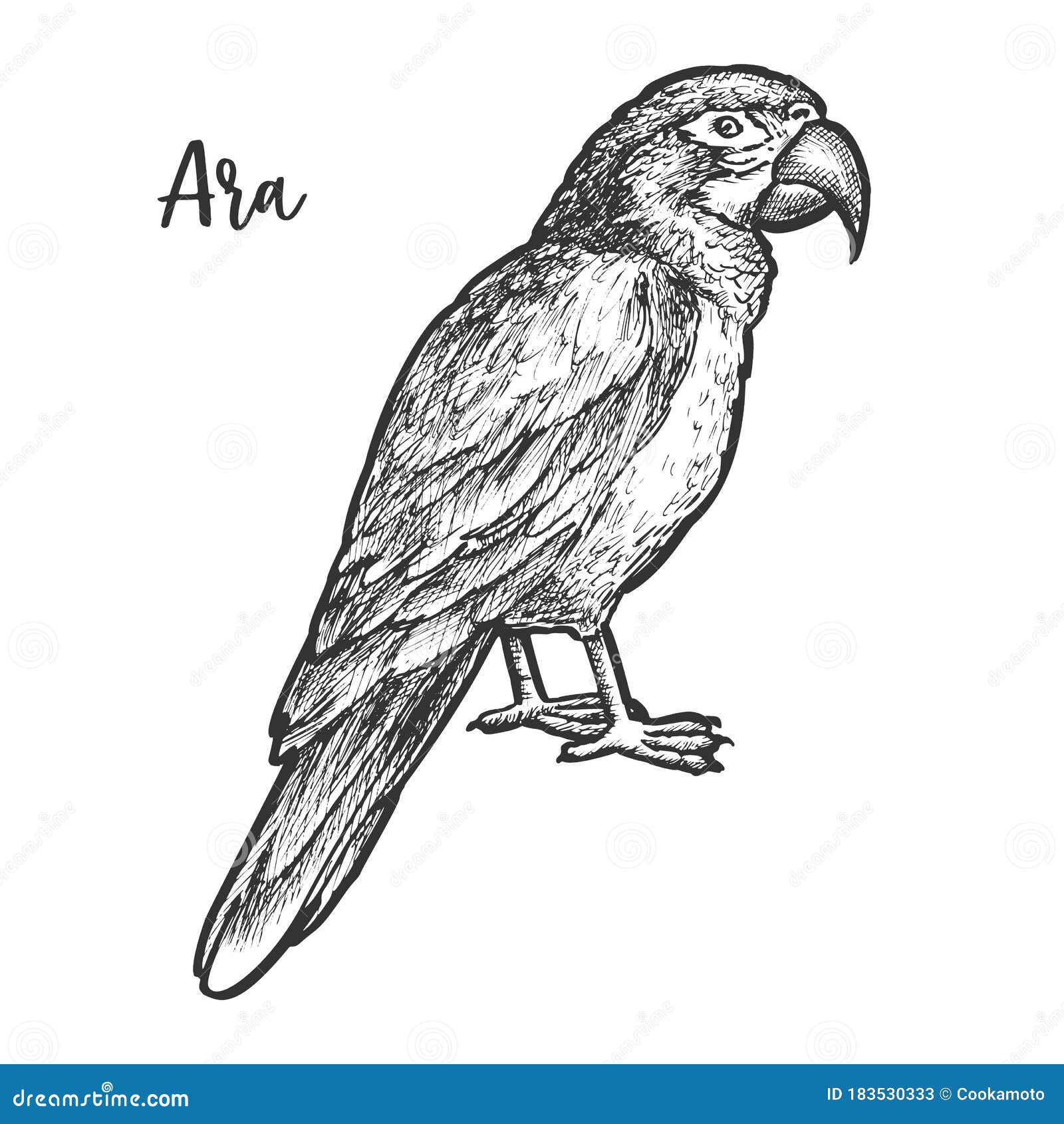 sketch of ara parrot, hand drawn neotropical bird