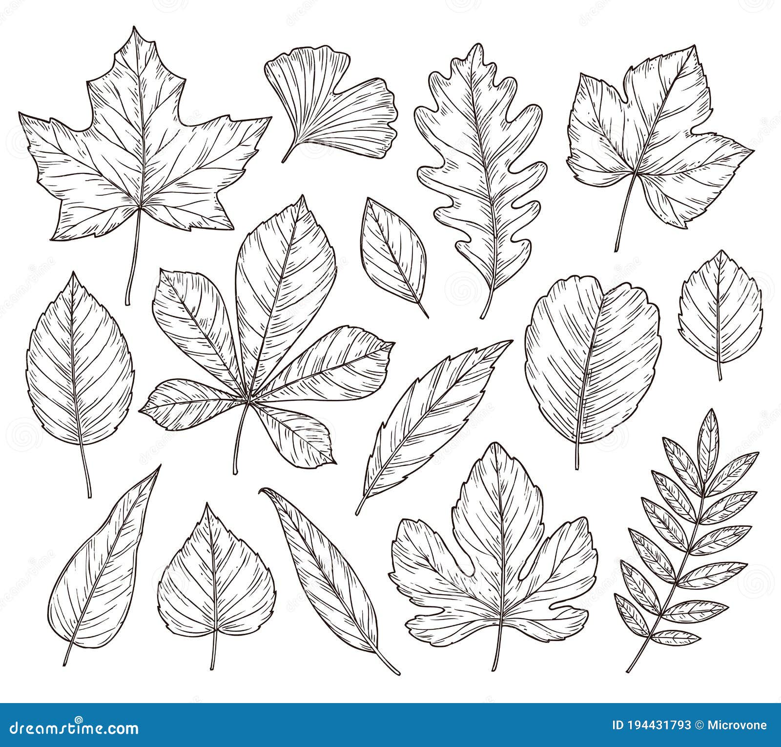 Set Colorful Autumn Leaves Berries Isolated Stock Vector (Royalty Free)  680851468 | Shutterstock