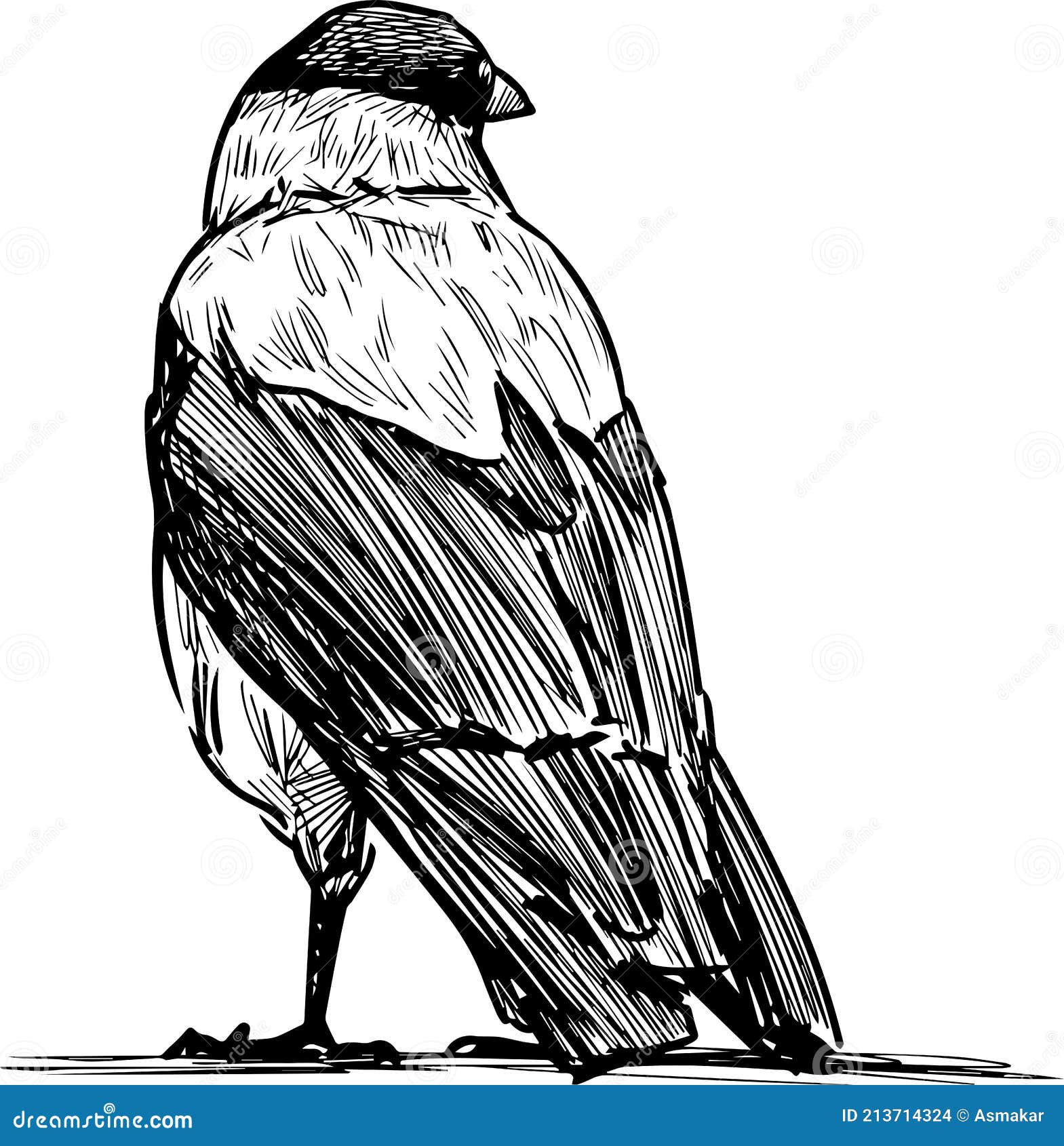 sketch of back view of large crow standidng and looking