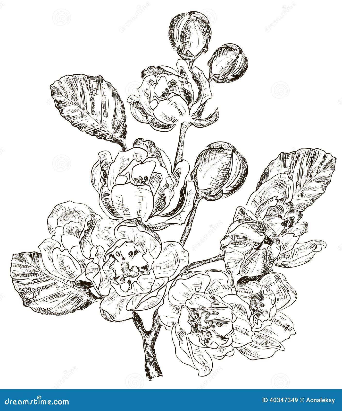 Sketch Of Branch Of Spring Flower Stock Vector Sketch Of Branch Of Spring Flower Stock Vector