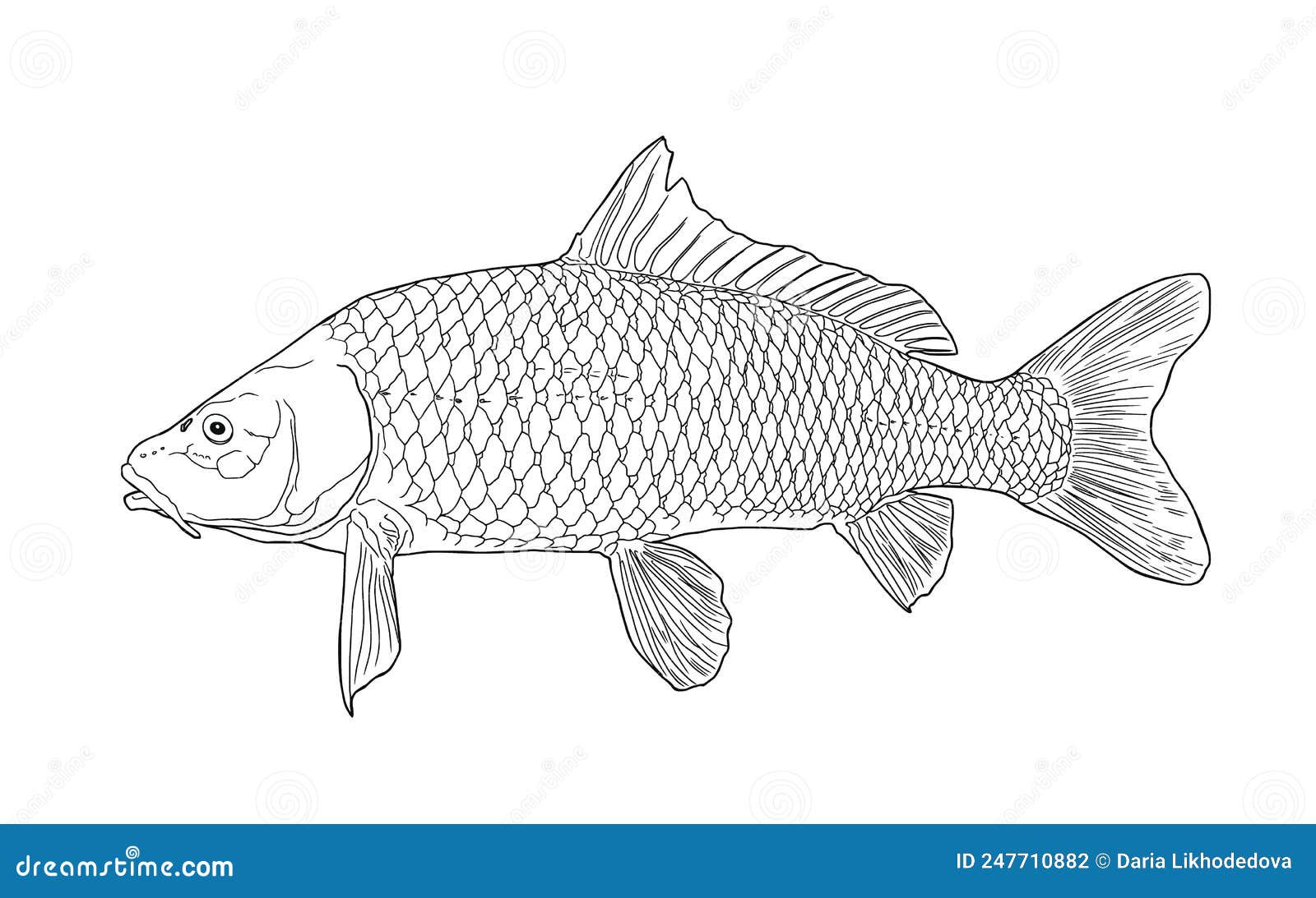 Sketch of carp fish stock vector. Illustration of realistic - 247710882