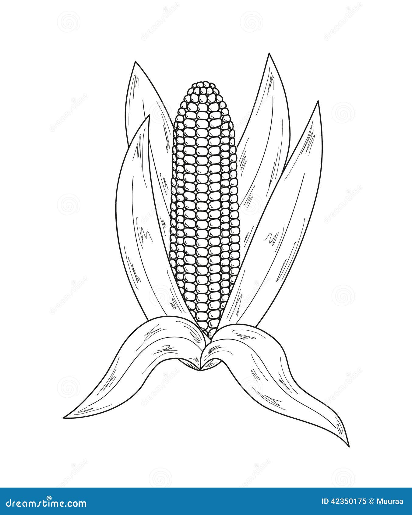 Sketch, corn stock vector. Illustration of agriculture 42350175