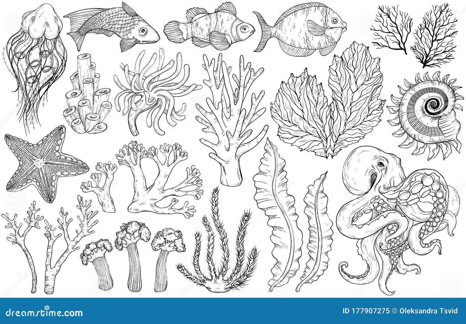 Sketch of Deepwater Living Organisms Fish and Algae Black and White Stock  Vector  Illustration of design coral 177907275