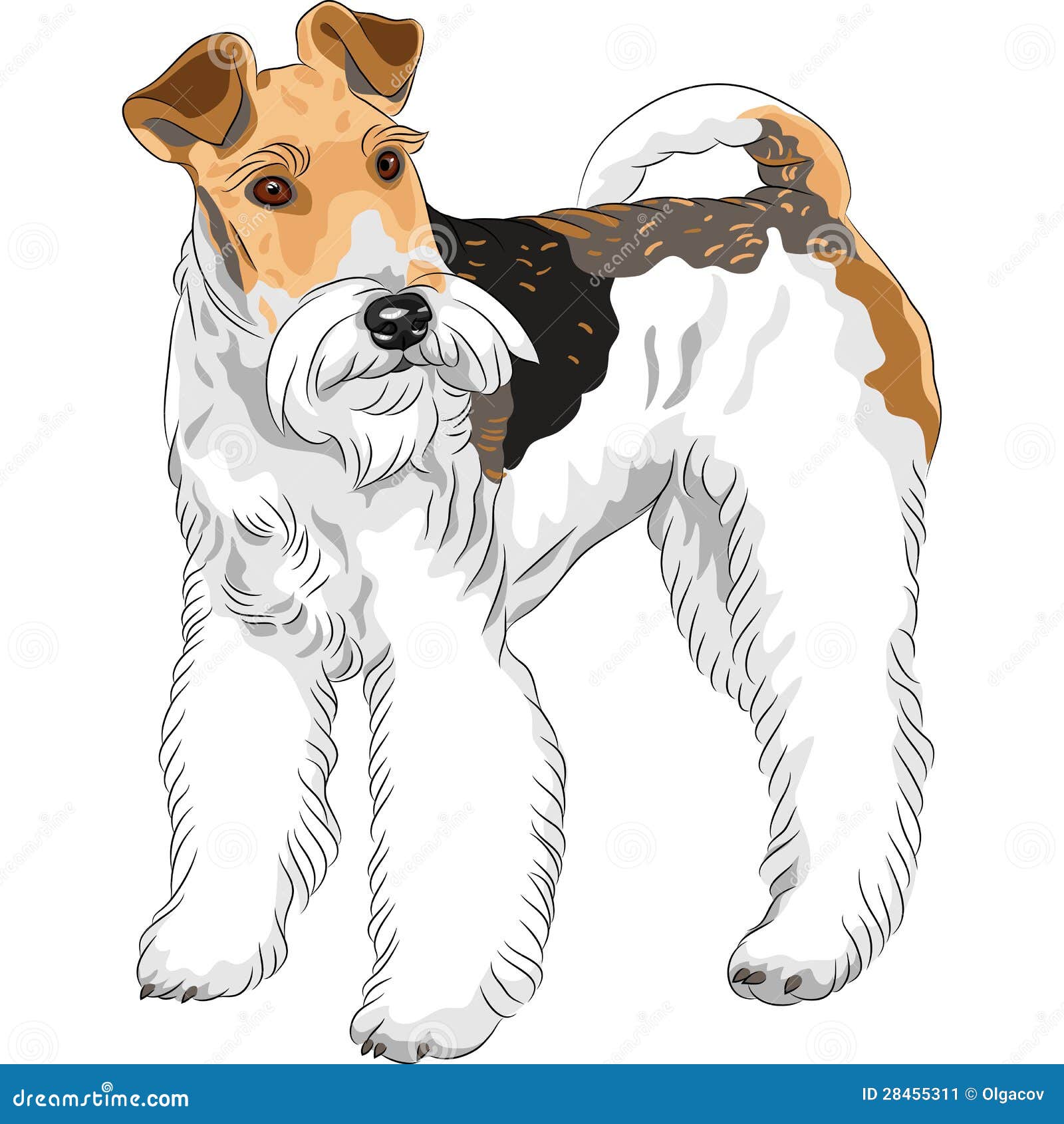 sketch dog wire fox terrier breed standing