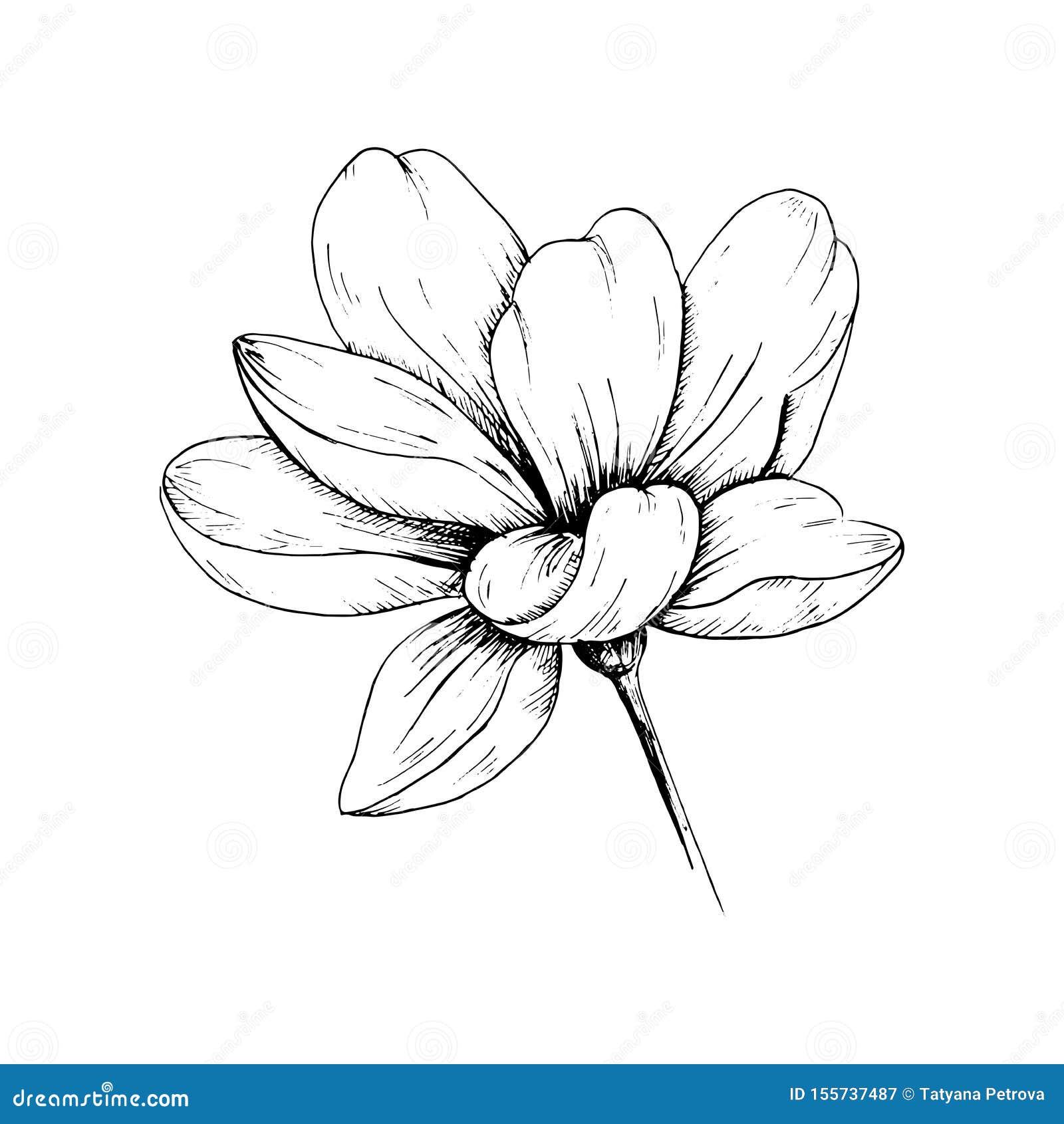 wallpapers Single Flower Drawing Black And White https www dreamstime com sketch flower single hand drawn black flower isolated white background vector illustration sketch flower single hand drawn image155737487