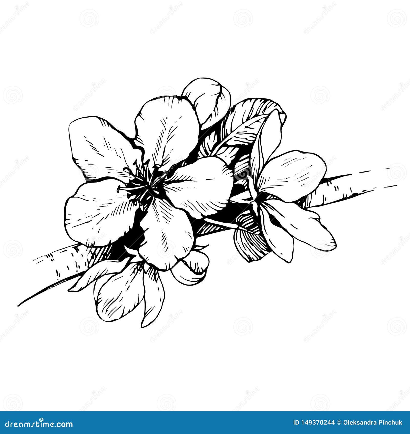 Sketch Hand Drawn Apple Blossom. Linear Art. Stock Vector ...