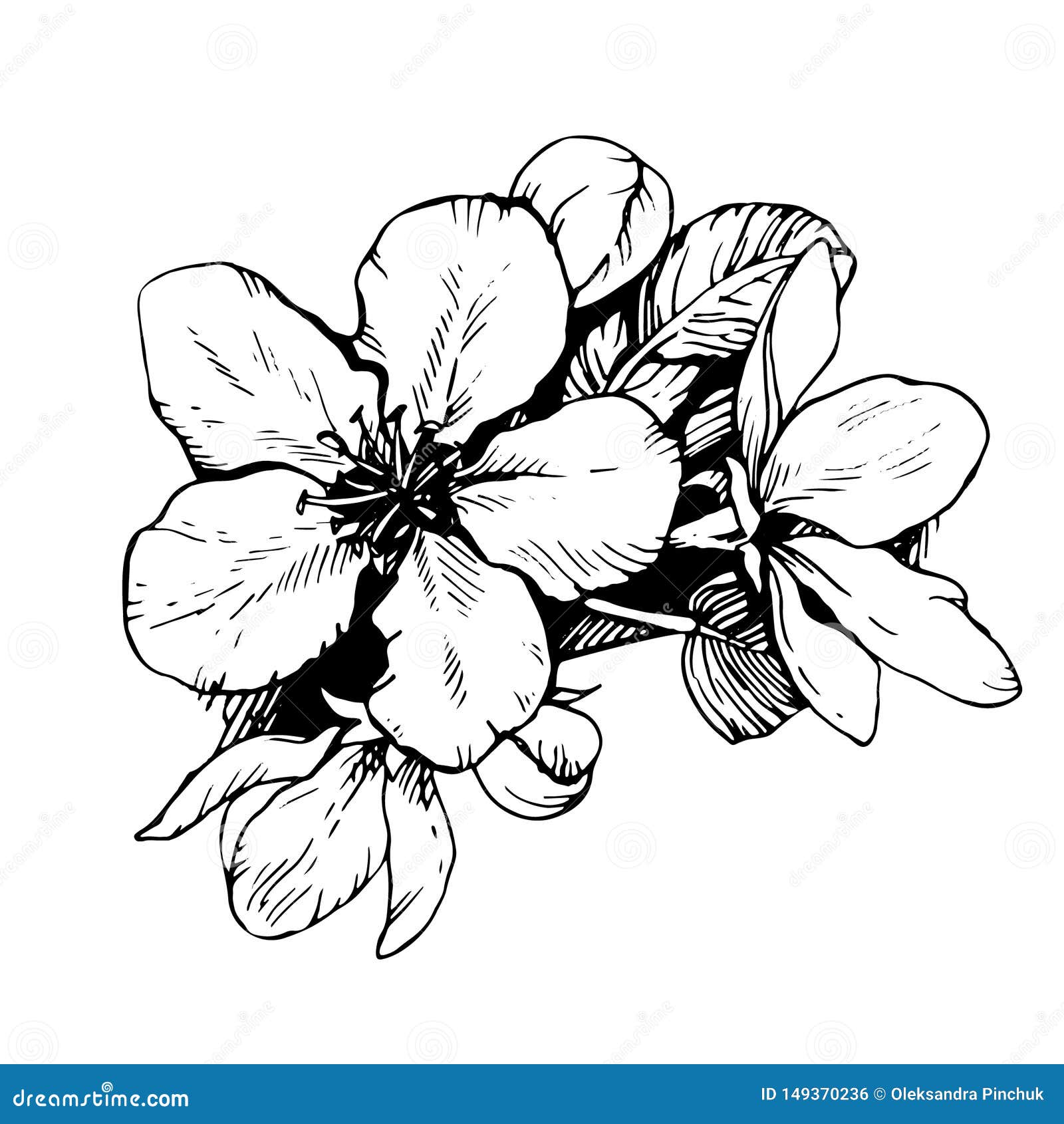 Sketch Hand Drawn Apple Blossom Linear Art Sakura Stock Vector Illustration Of Decoration Engraving