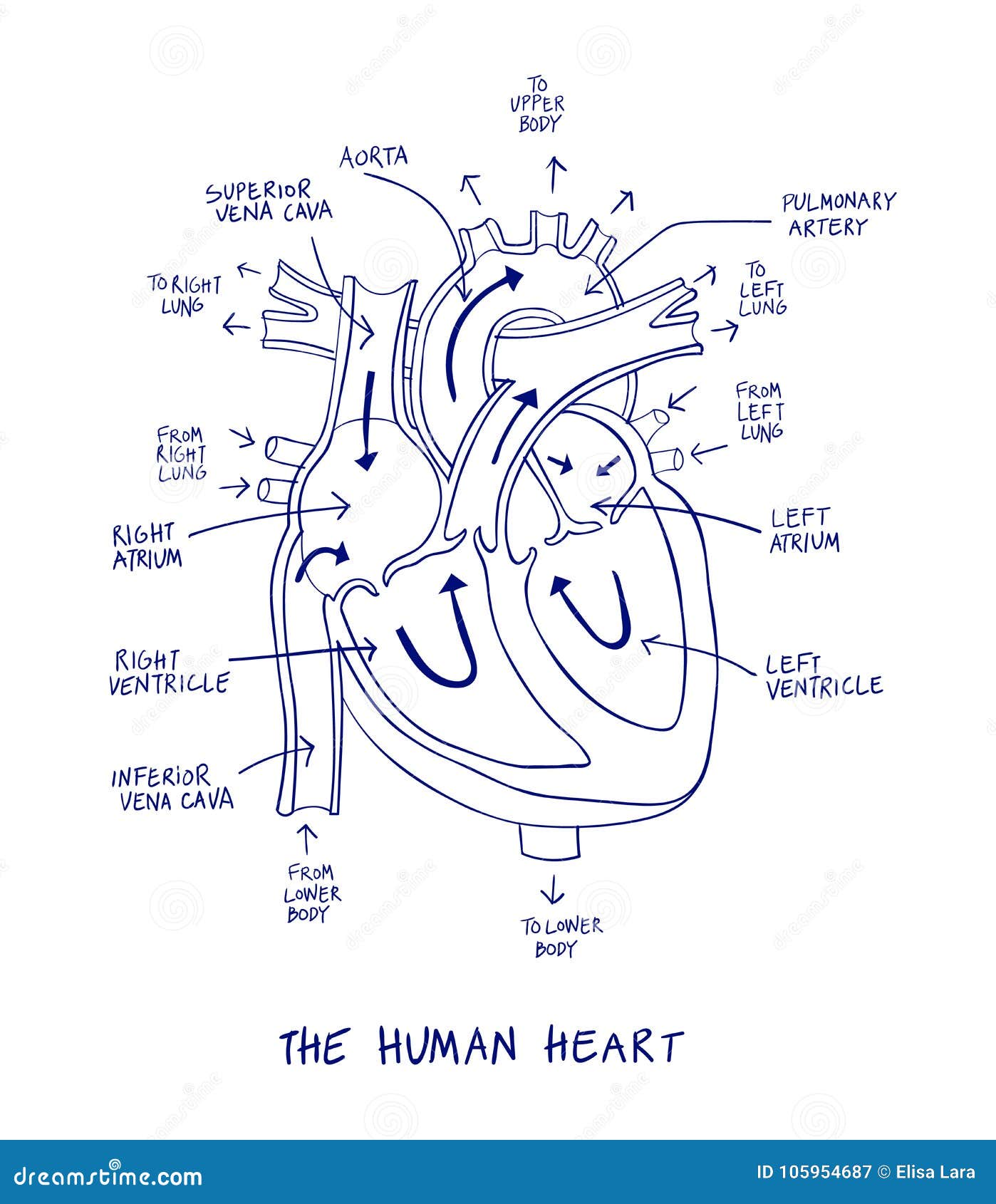 Sketch Of Human Heart Anatomy On Blue Line On A White Background Stock Vector Illustration Of Cardiac Heartbeat