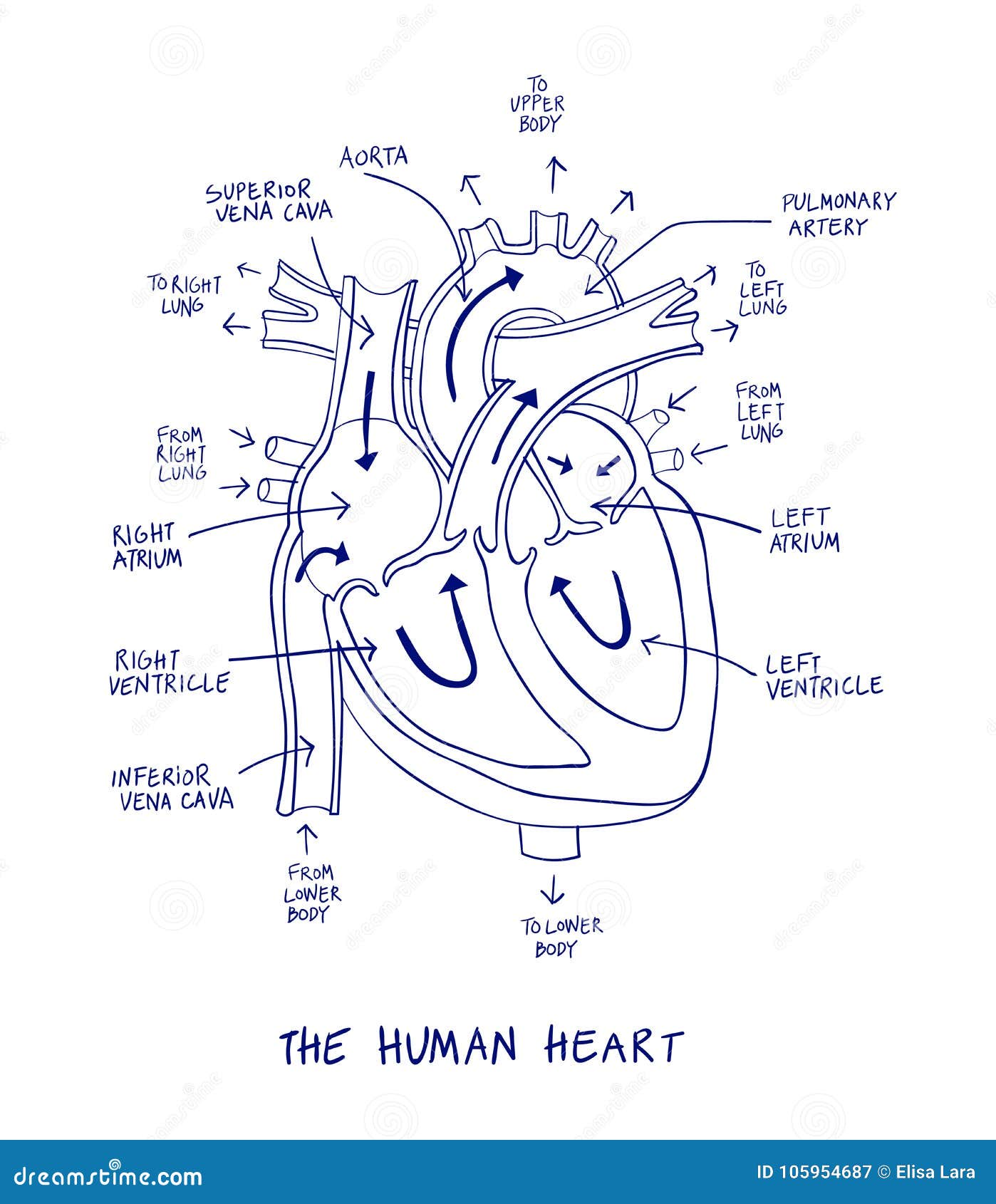 Draw A Diagram Of The Heart Biology Diagrams