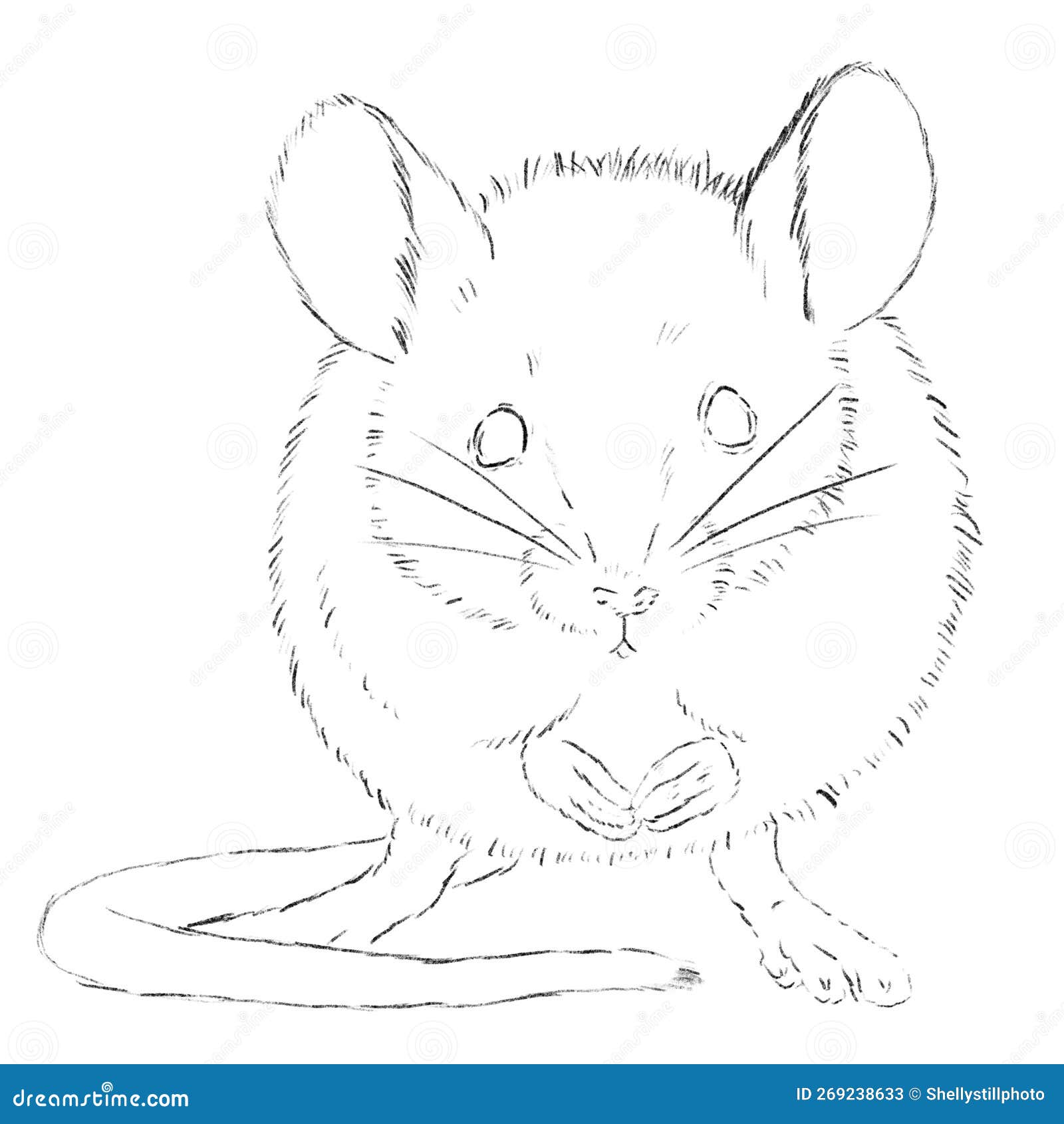 90 Field Mouse Isolated Illustrations RoyaltyFree Vector Graphics  Clip  Art  iStock