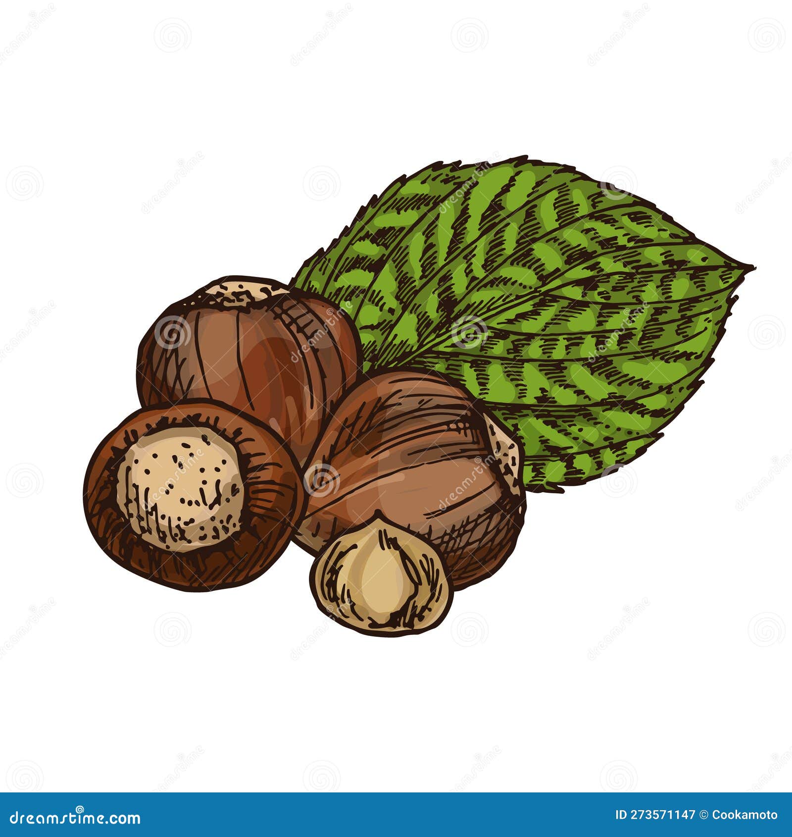 sketch image of sliced hazelnut. cobnut, filberts.