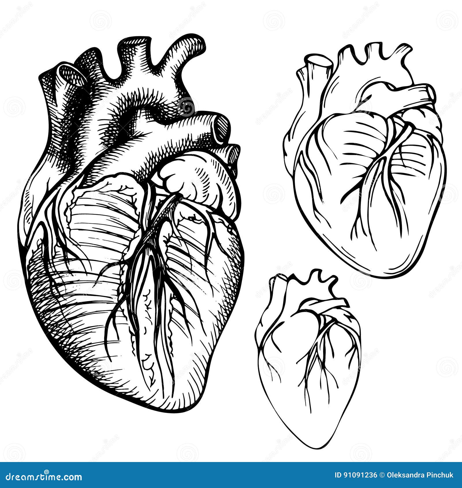 Heart Sketch Anatomy