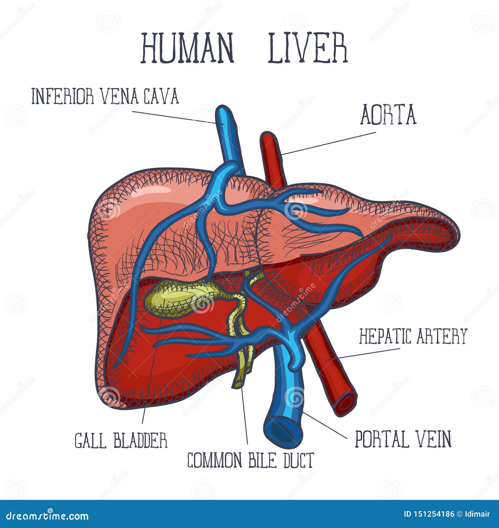 Sketch Ink Human Liver, Hand Drawn, Doodle Style, Engraved Anatomical ...