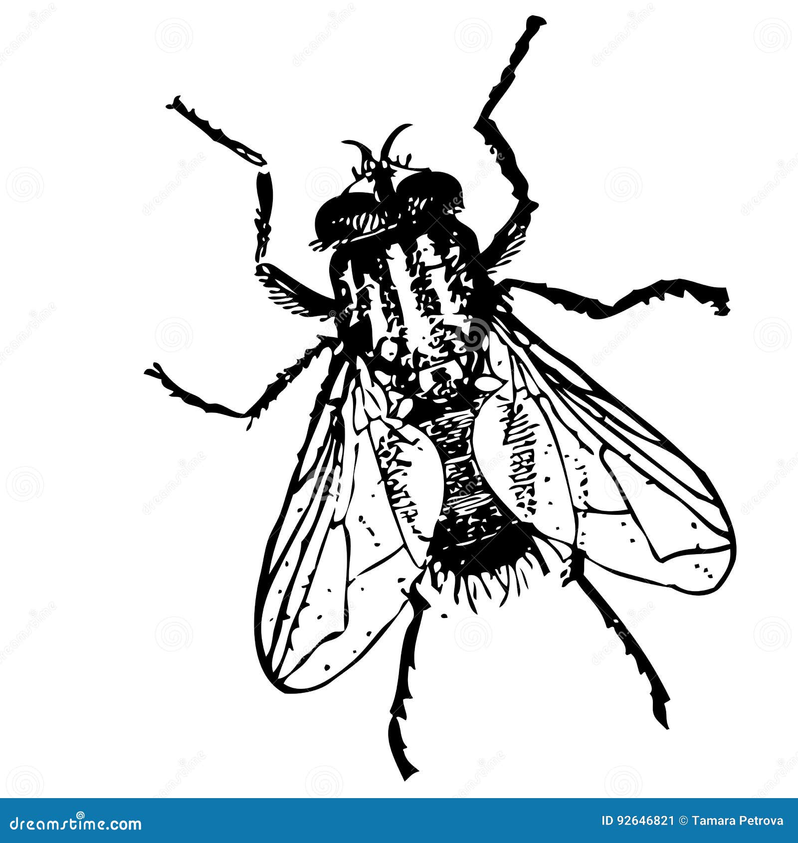 Fly Drawing  How To Draw A Fly Step By Step