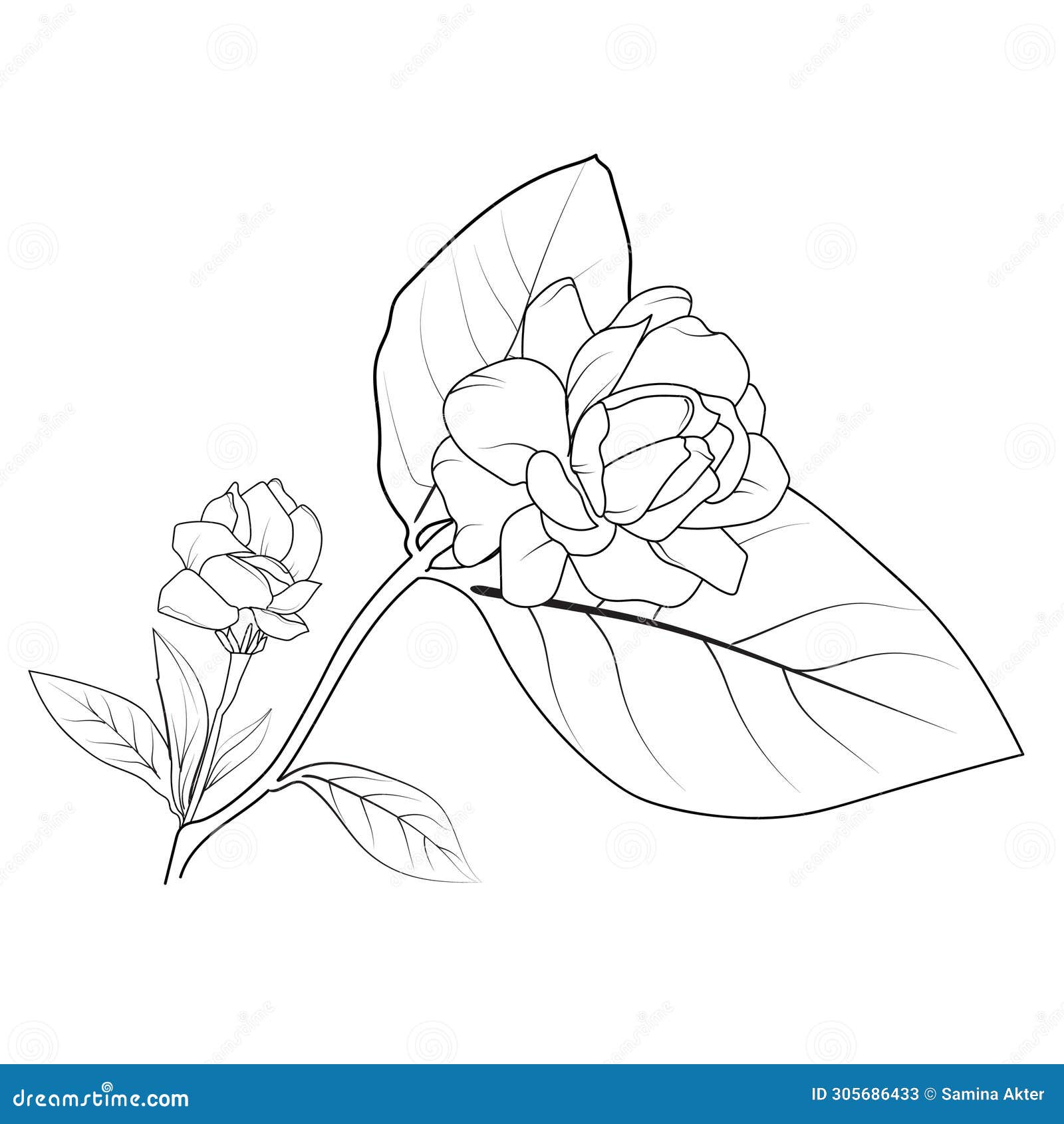 Minimalist Jasmine Flower Tattoo, White Jasmine Flower Drawing, Realistic Jasmine  Flower Drawing Stock Vector - Illustration of typography, flowers: 305686470