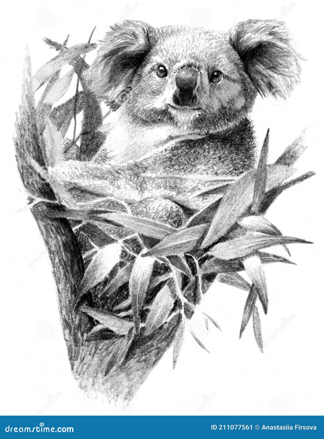 realistic koala drawing Koala Bear Isolated on White Background. Realistic Detailed Pencil