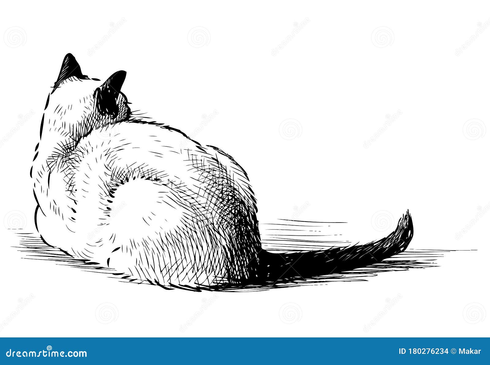 Sketch of Lying Down Domestic Thai Cat Stock Vector - Illustration ...