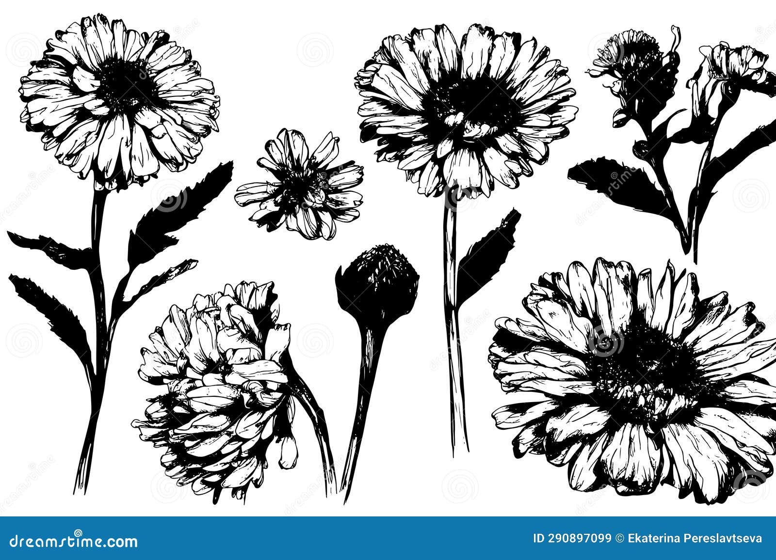 Sketch Marigold Flower Drawing Vintage Marigold Drawing Outline
