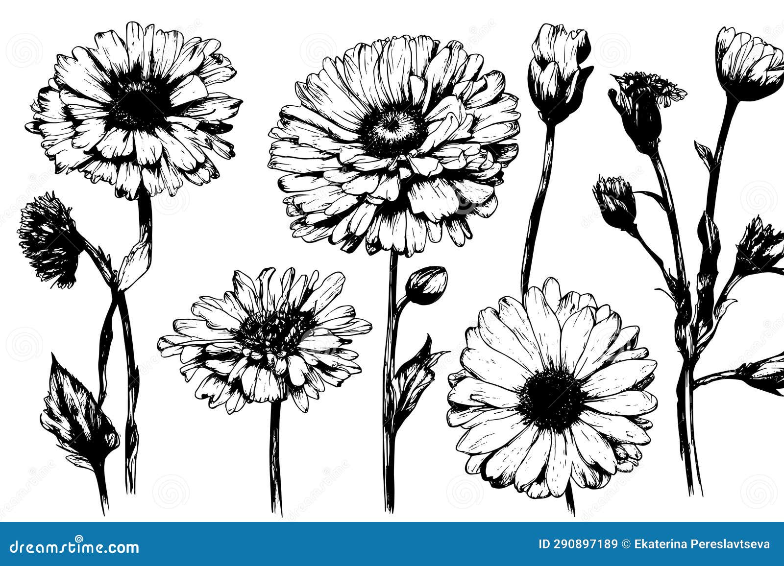 Sketch Marigold Flower Drawing Vintage Marigold Drawing Outline