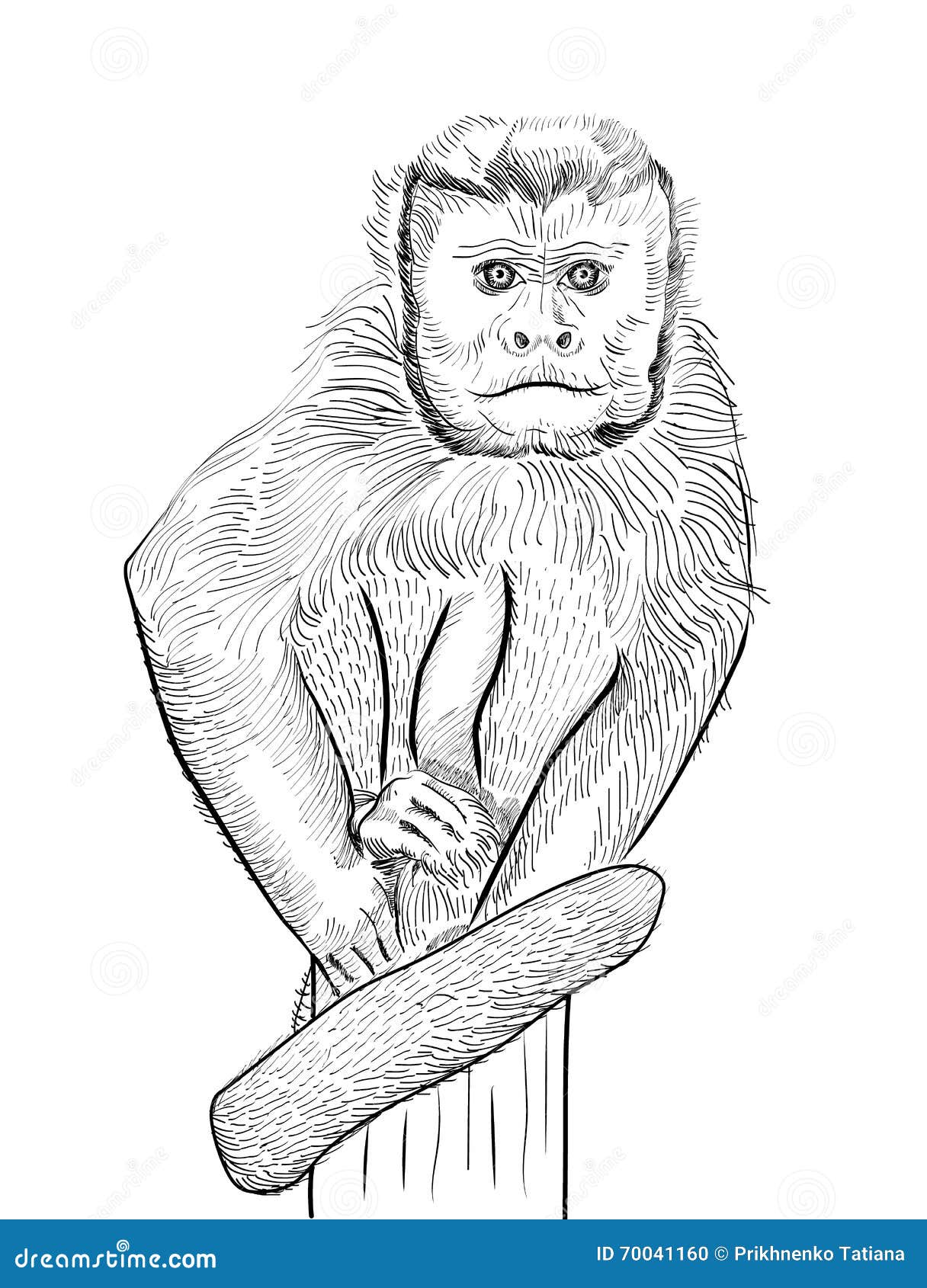 Little Monkey Drawing Sketch Hand-drawn Illustration Stock Vector -  Illustration of graphic, animal: 73173829