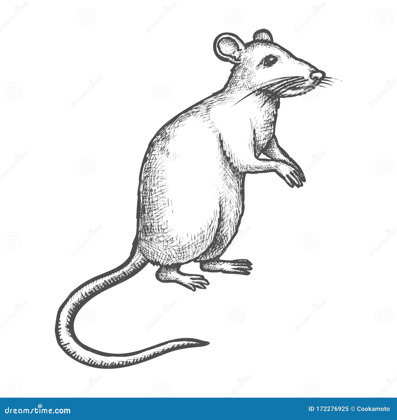 Rat Sketch Stock Illustrations  5507 Rat Sketch Stock Illustrations  Vectors  Clipart  Dreamstime