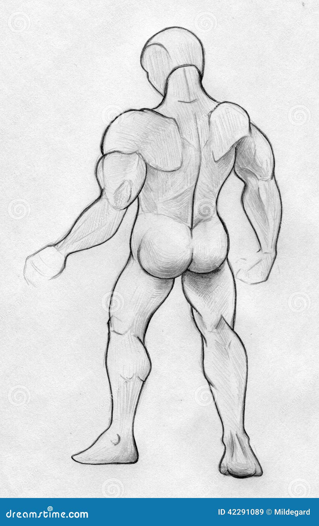 Human body front back drawing vector hires stock photography and images   Alamy